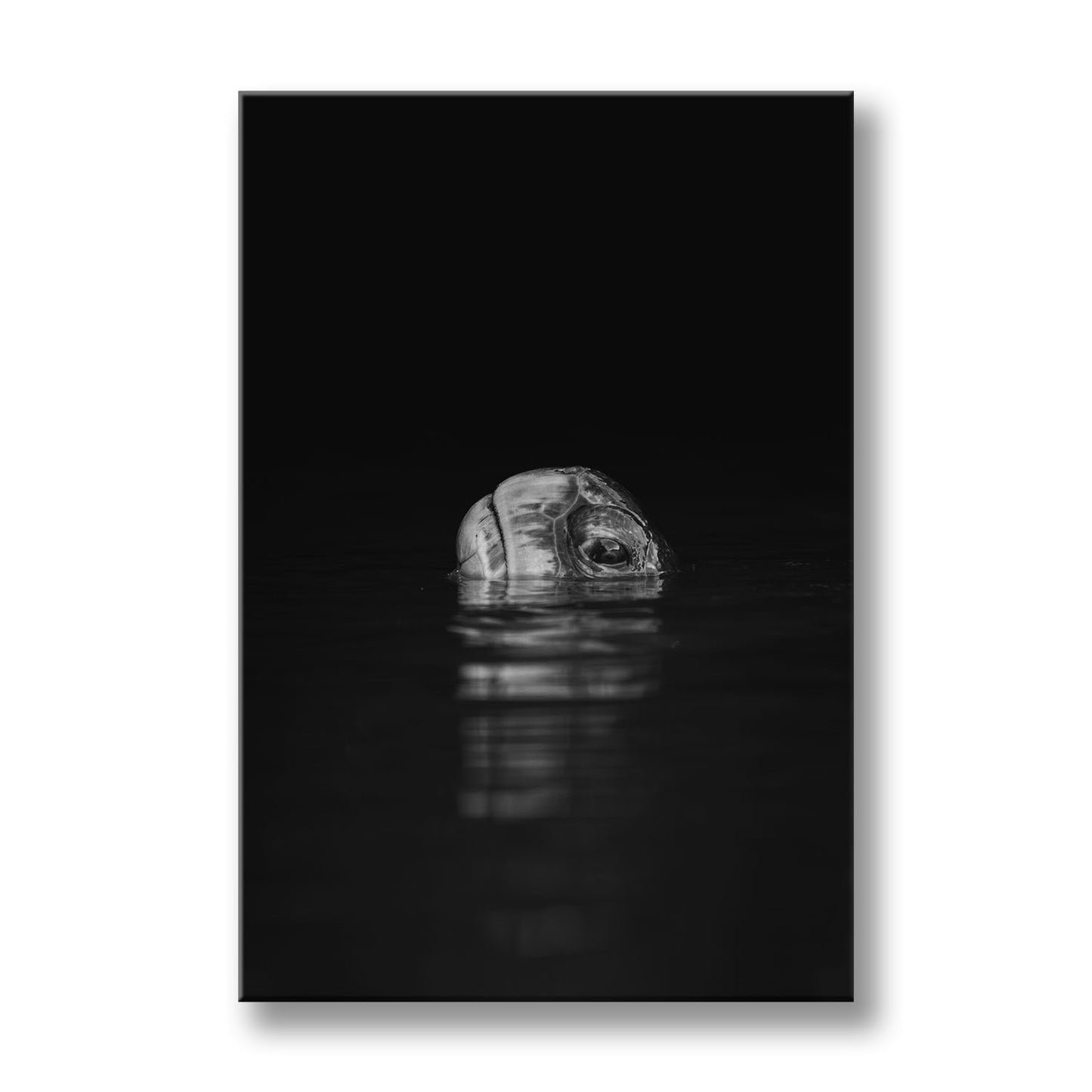 Turtle Reflection