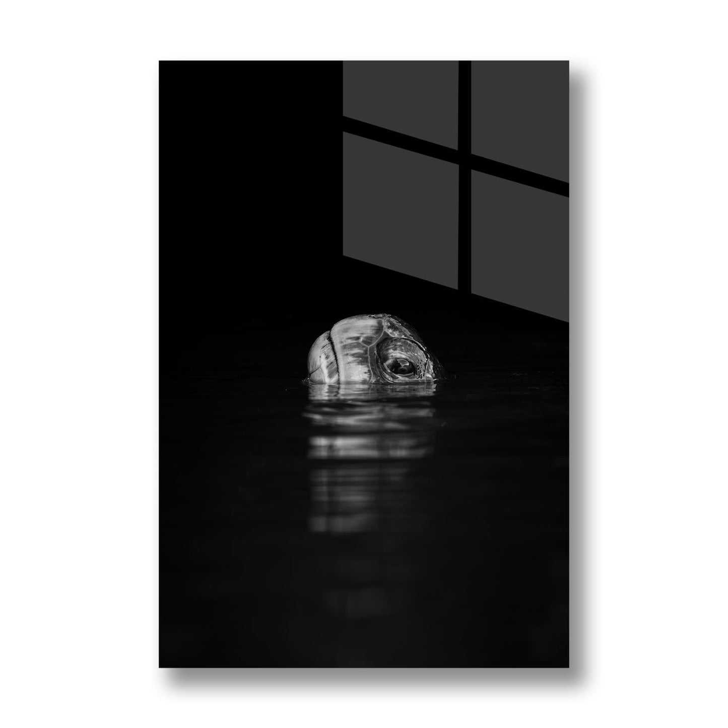 Turtle Reflection