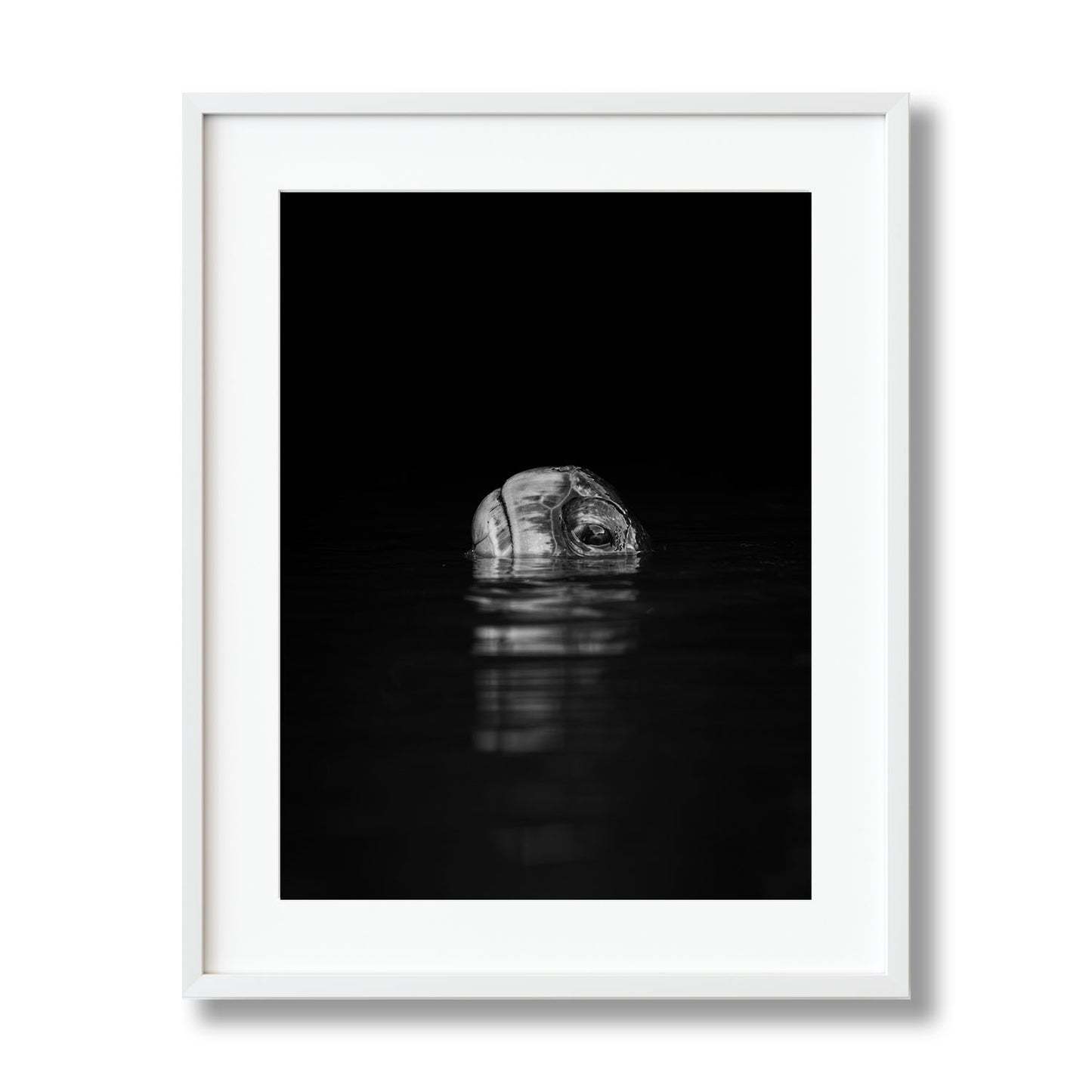 Turtle Reflection