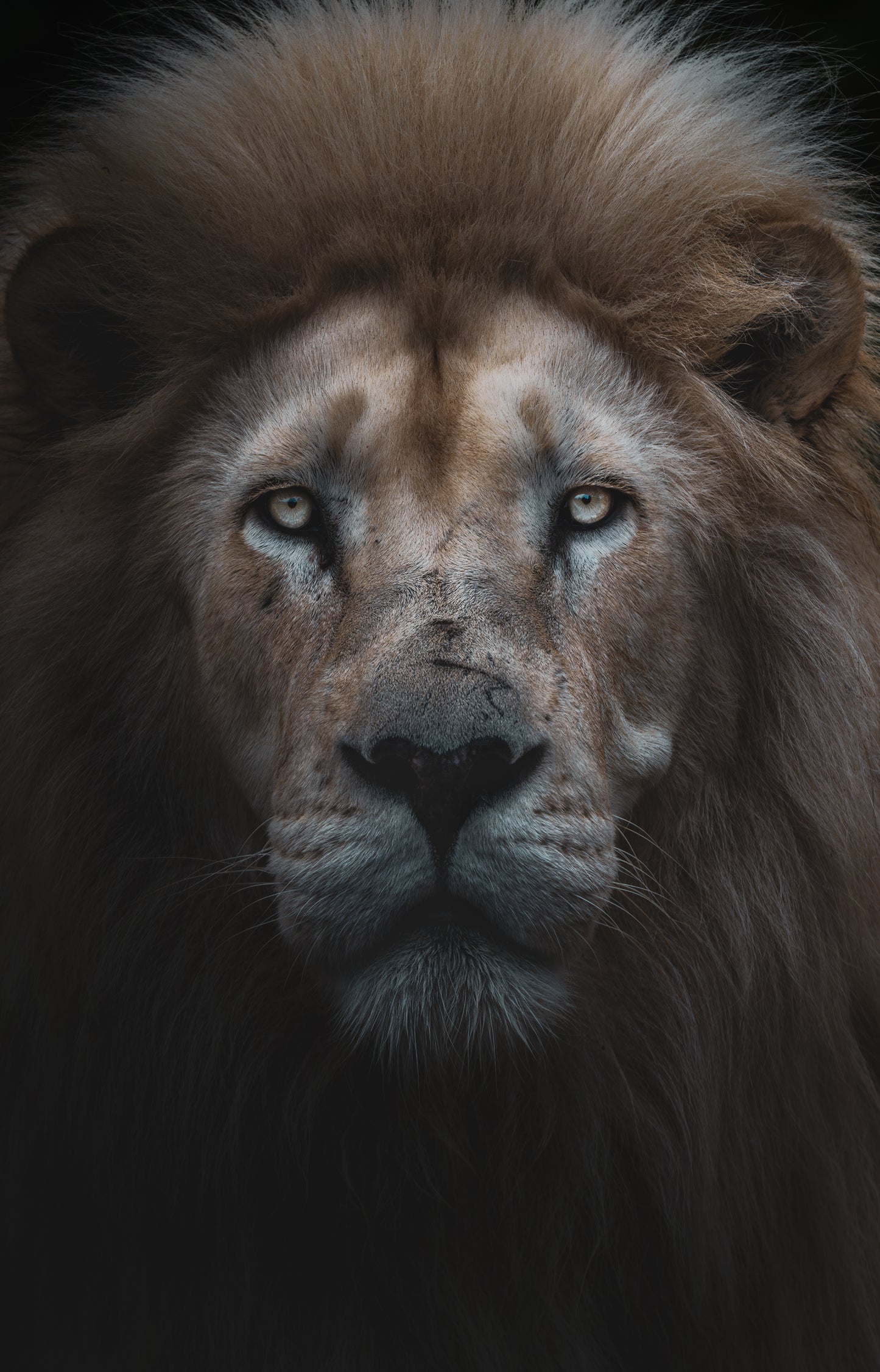 WISDOM STARE