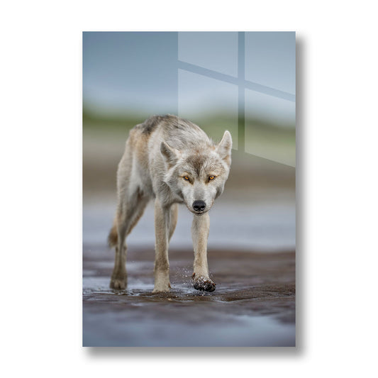 Lone Wolf