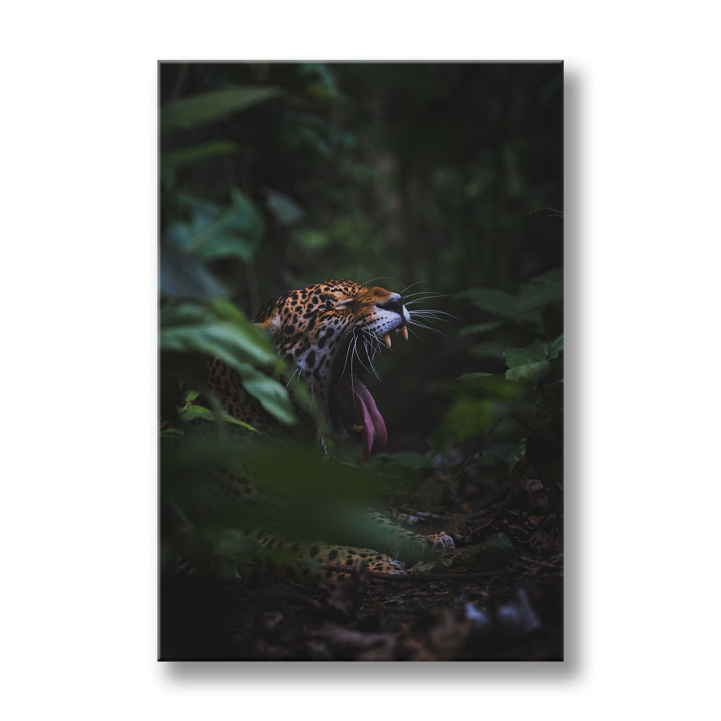YAWNING JAGUAR