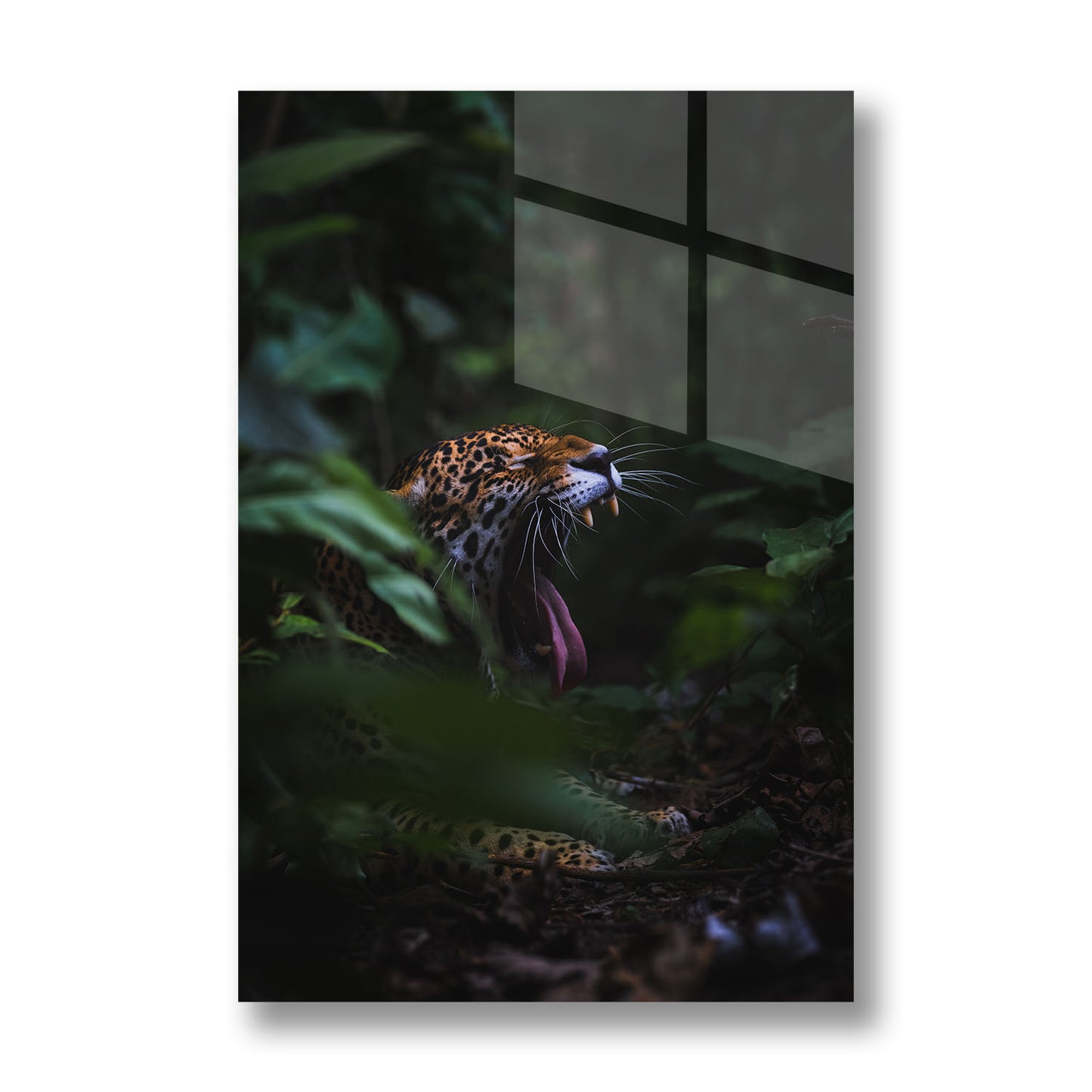 YAWNING JAGUAR