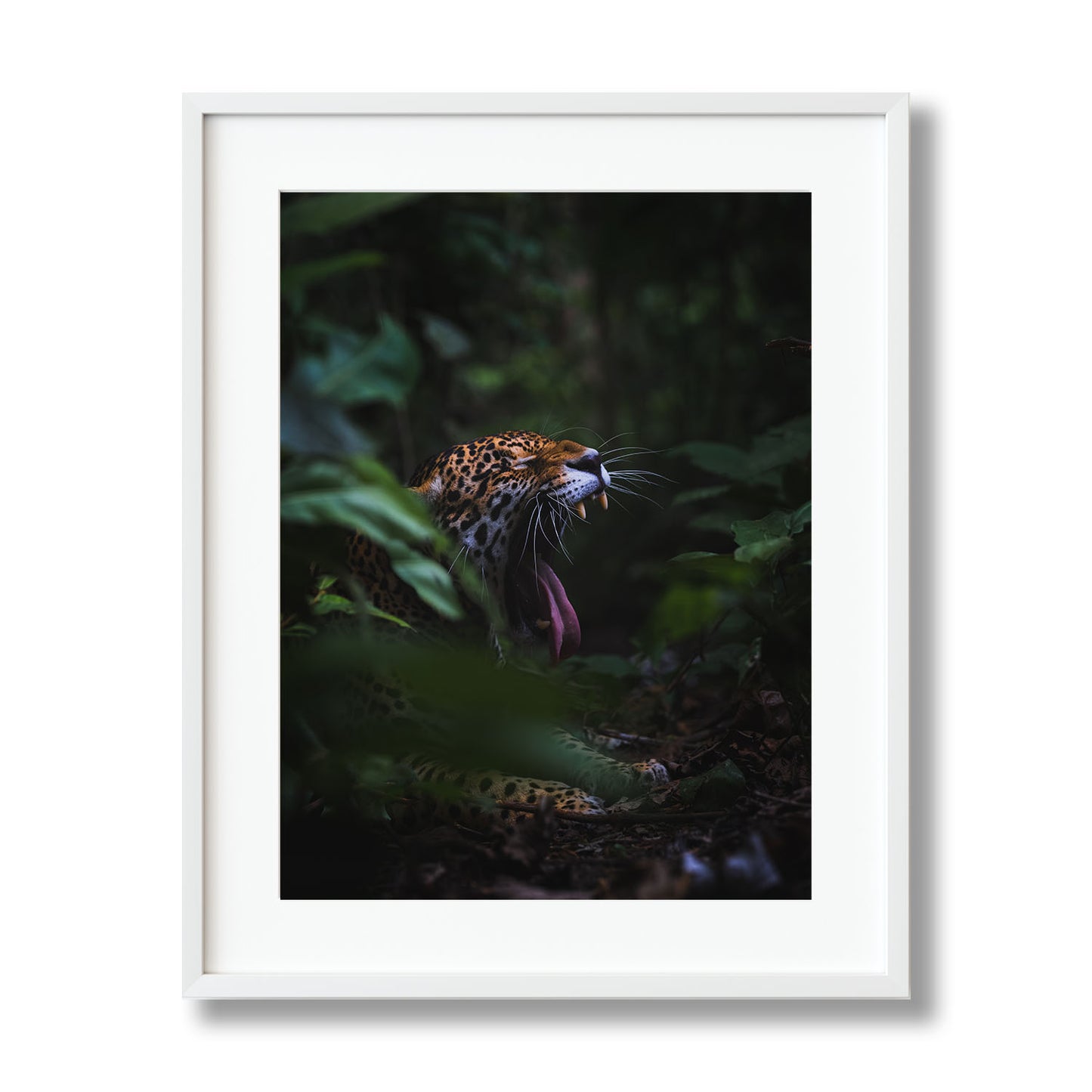 YAWNING JAGUAR
