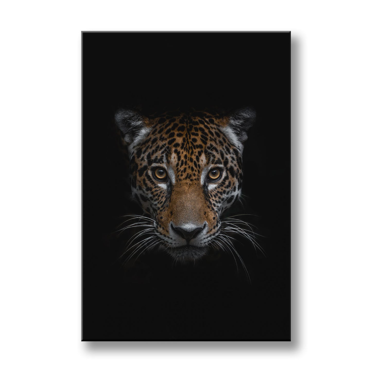 THE JAGUAR