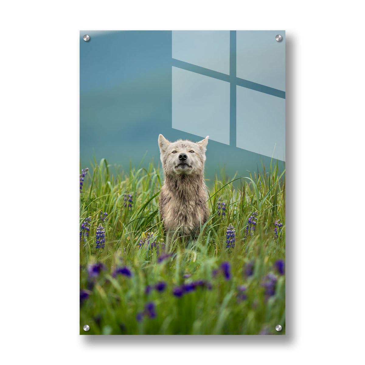 Whispers of the Meadow