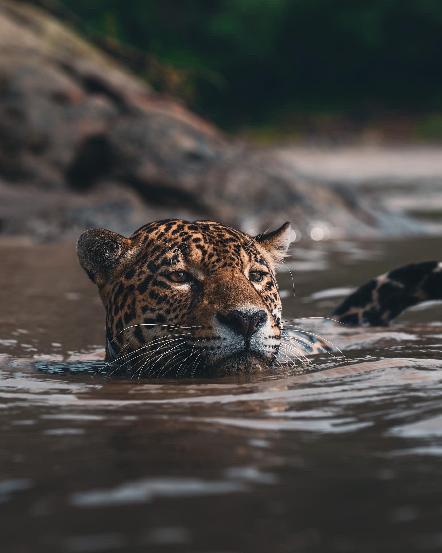 SWIMMING JAGUAR