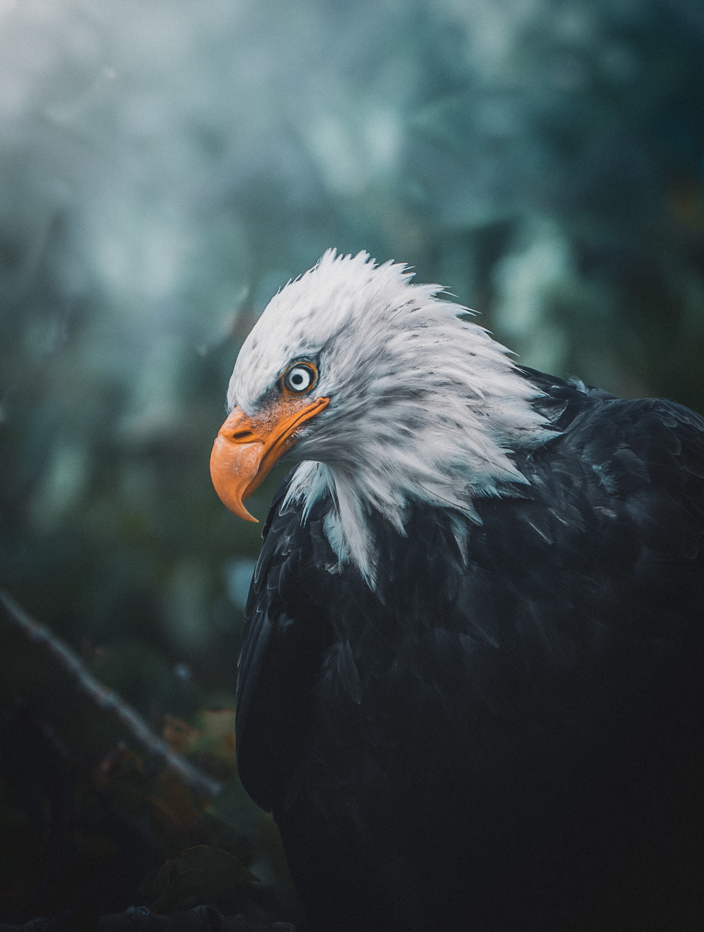 BALD EAGLE