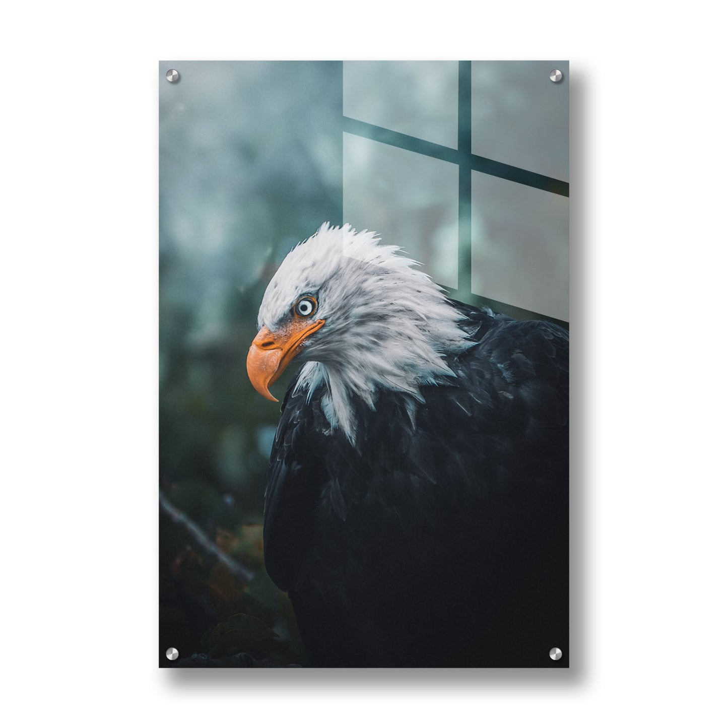 BALD EAGLE