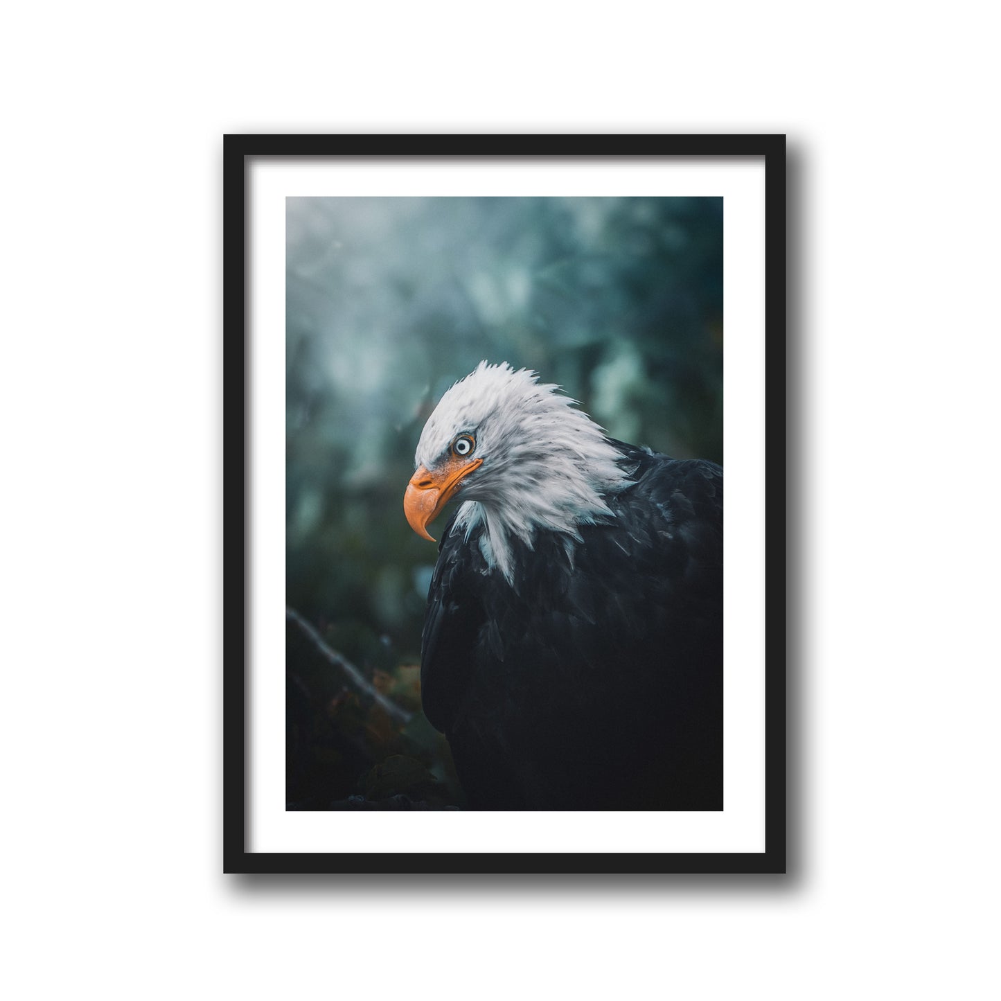 BALD EAGLE