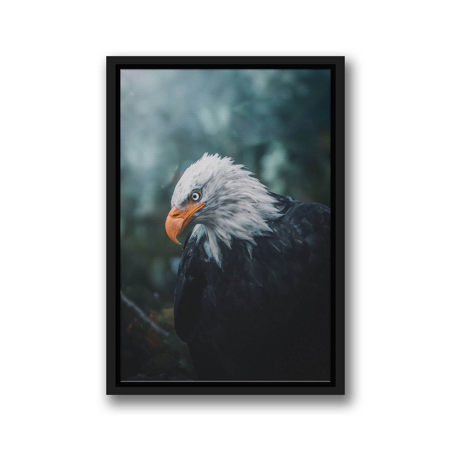BALD EAGLE