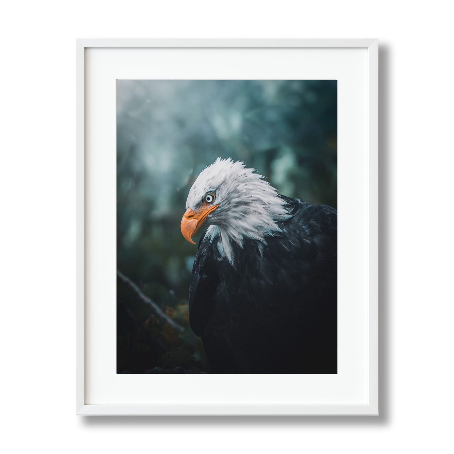 BALD EAGLE