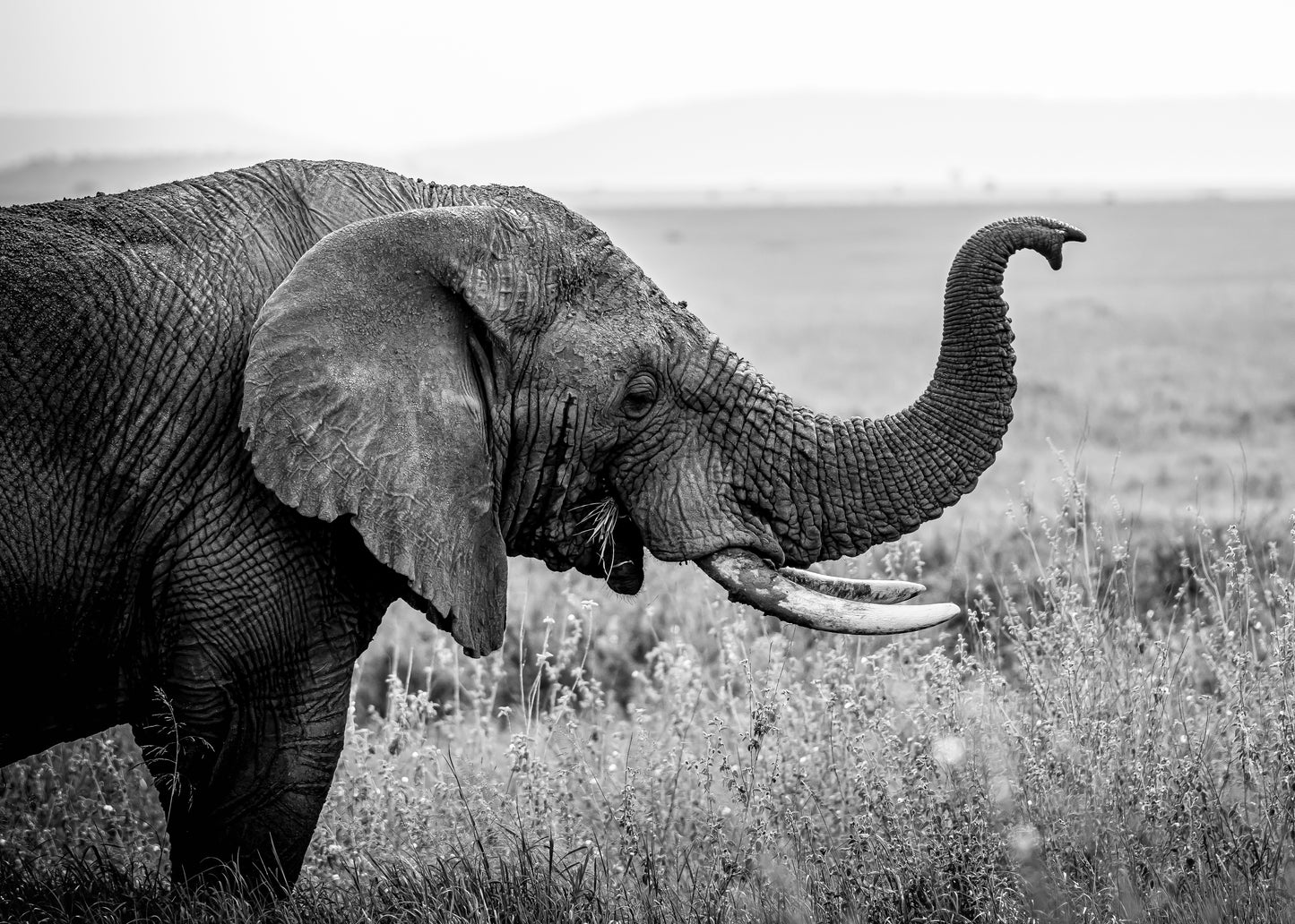 IVORY