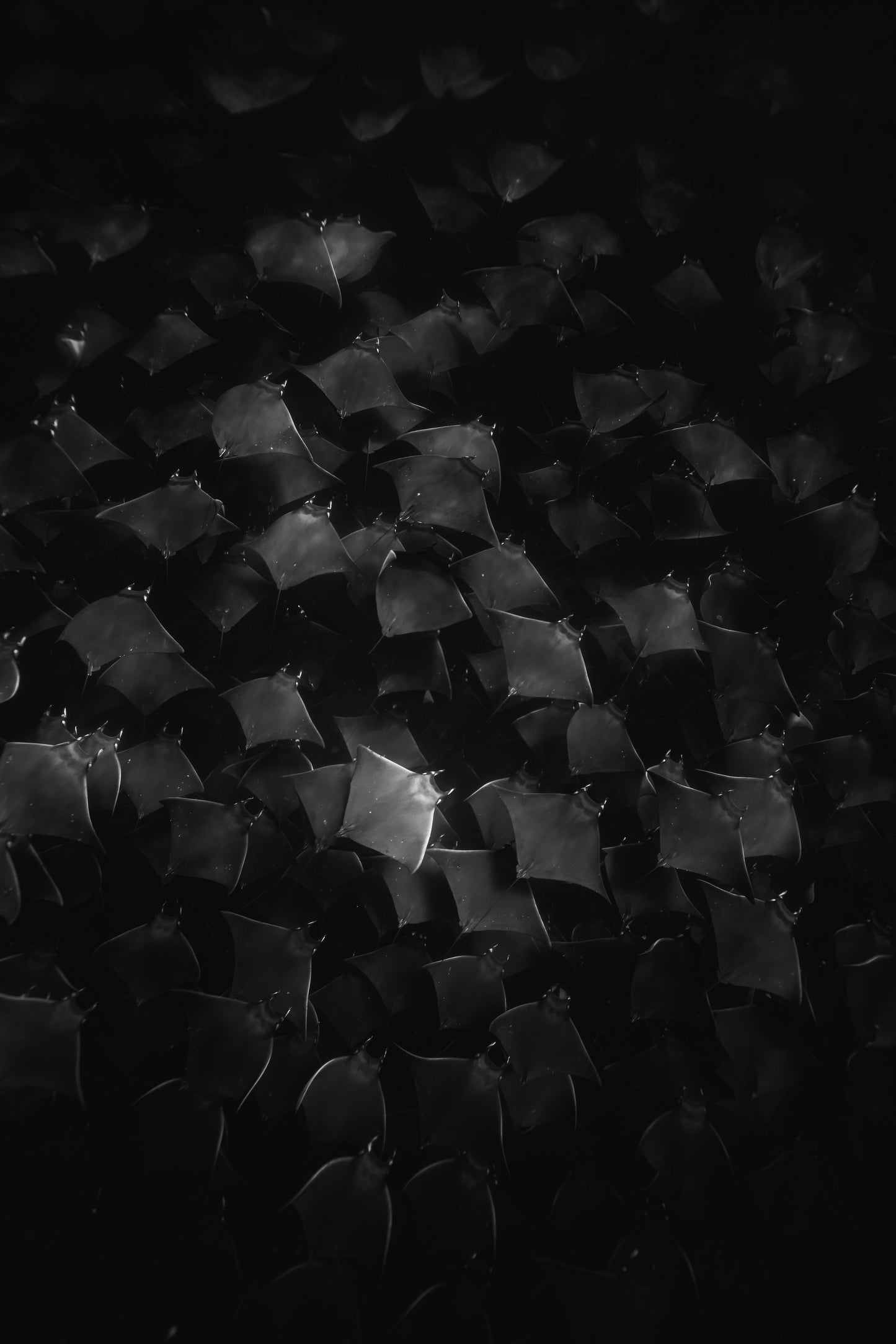 MOBULA MIGRATION