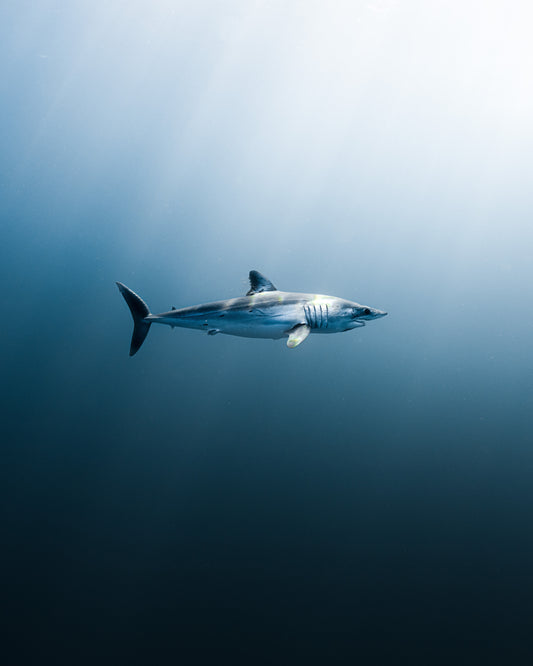 LONGFIN MAKO SHARK