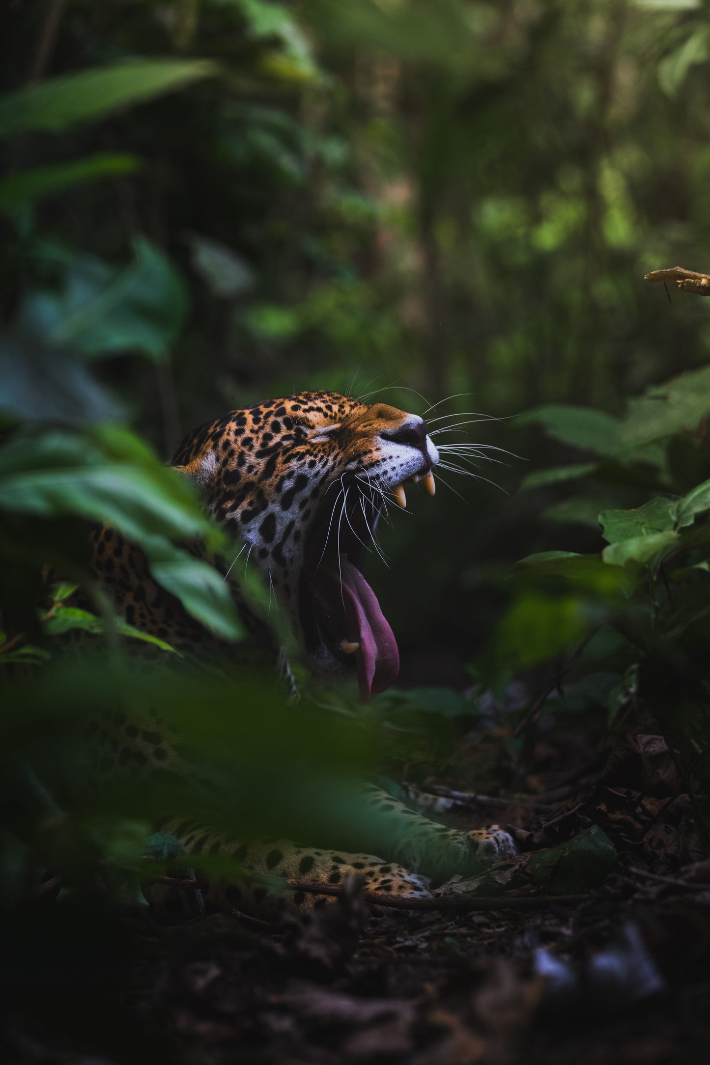 YAWNING JAGUAR