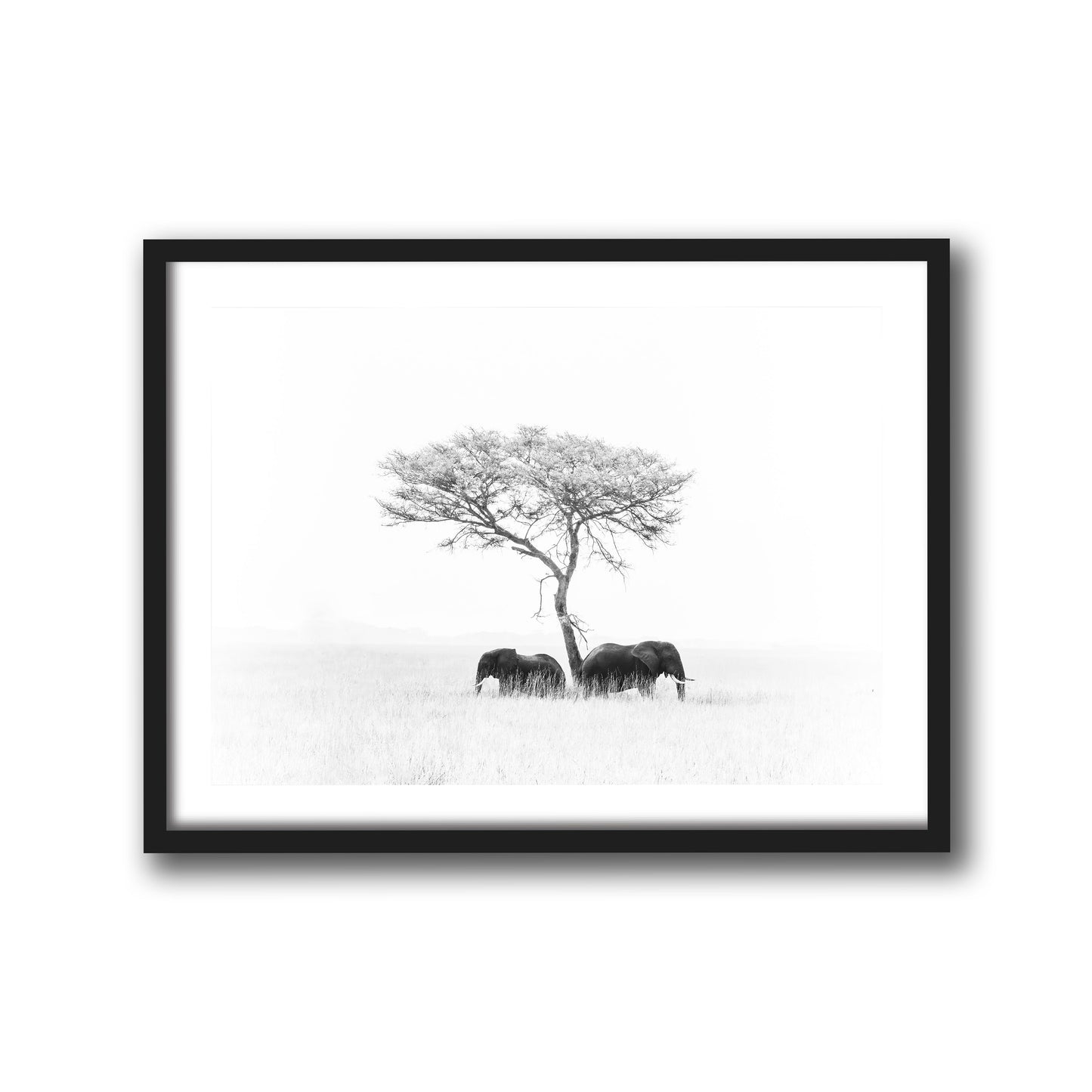 ELEPHANTS WHITE