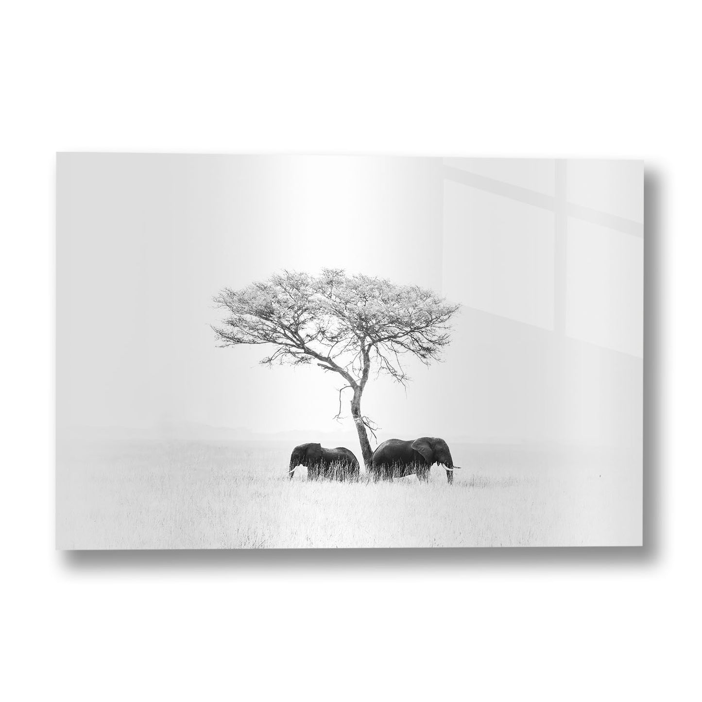 ELEPHANTS WHITE
