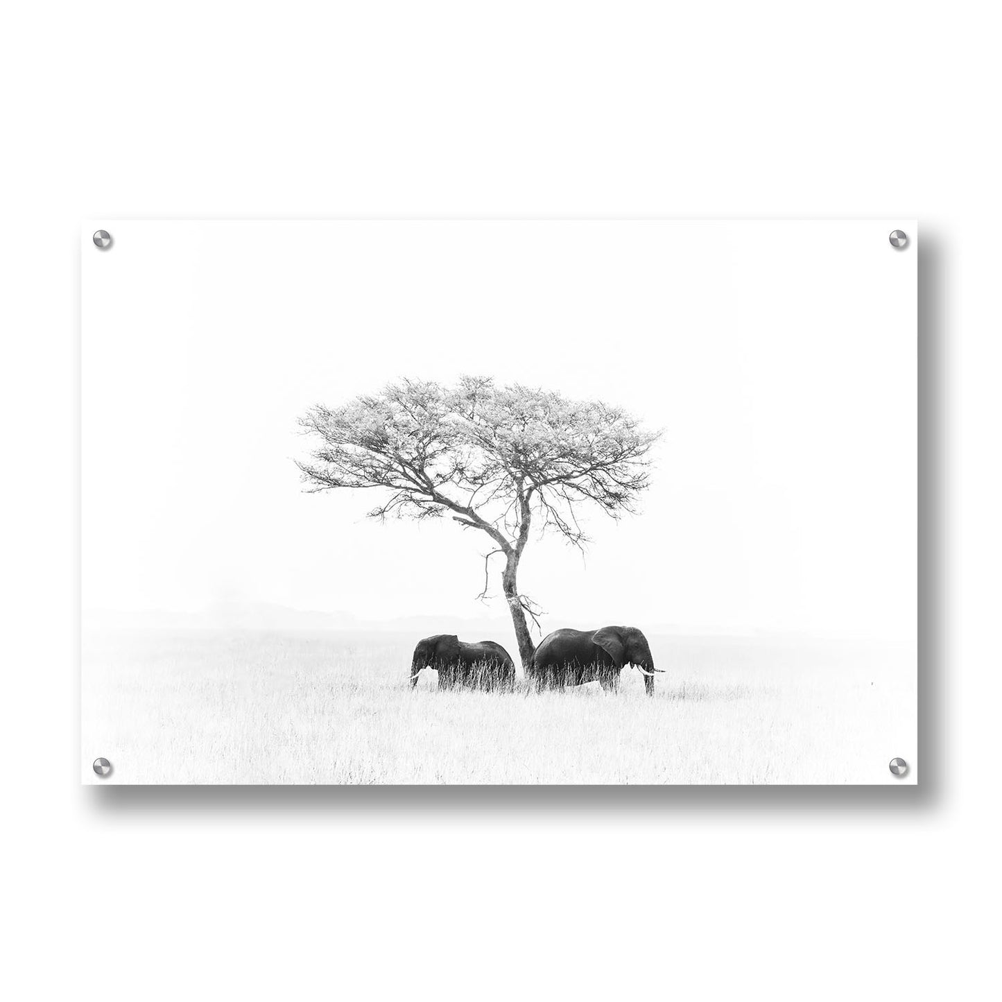 ELEPHANTS WHITE