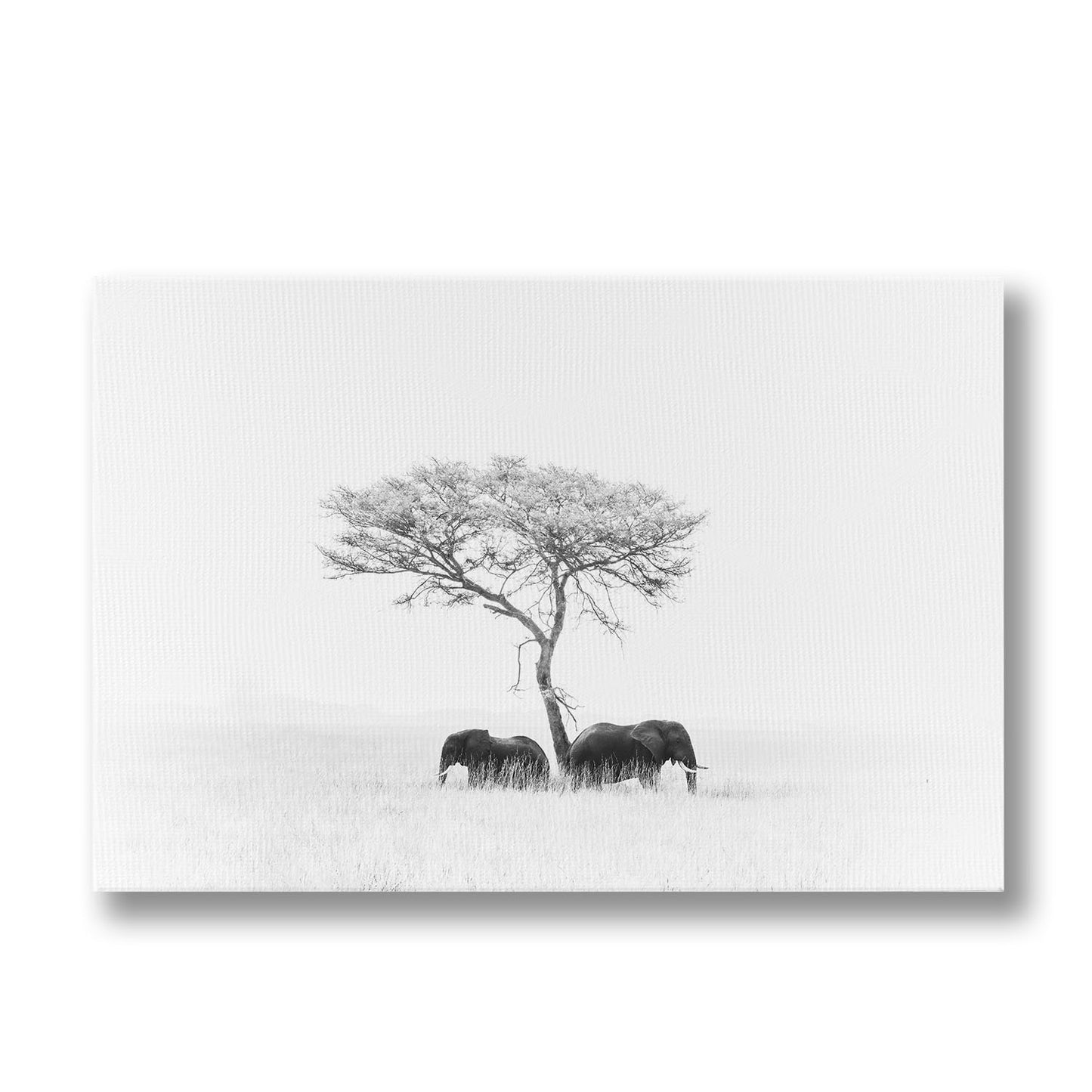 ELEPHANTS WHITE