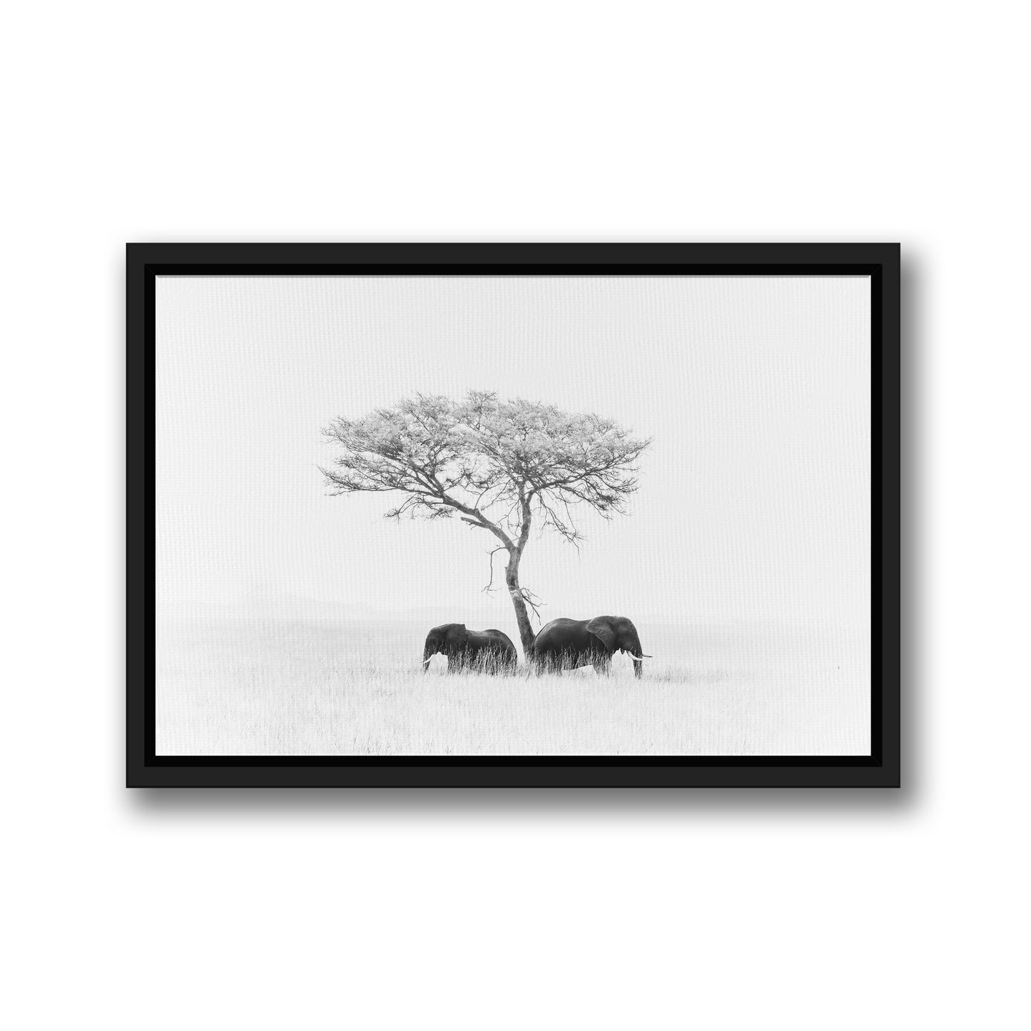 ELEPHANTS WHITE