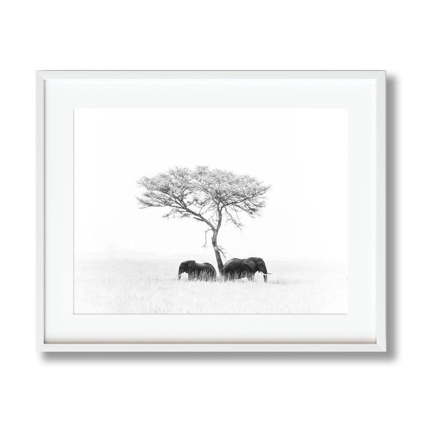 ELEPHANTS WHITE