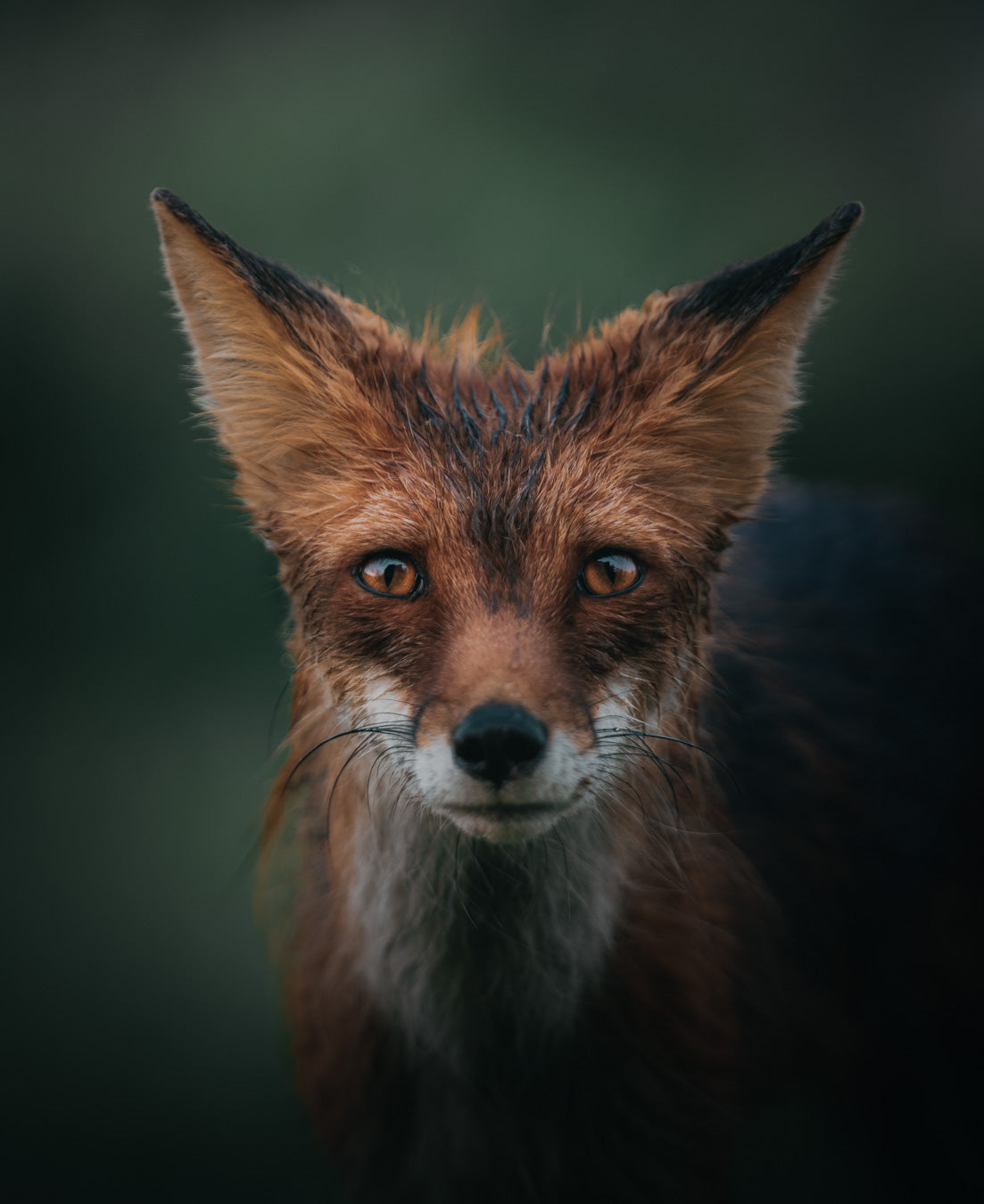 RED FOX