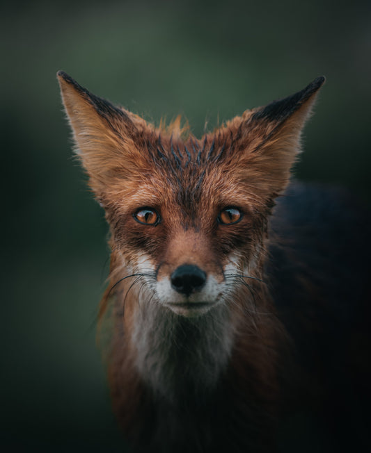 RED FOX