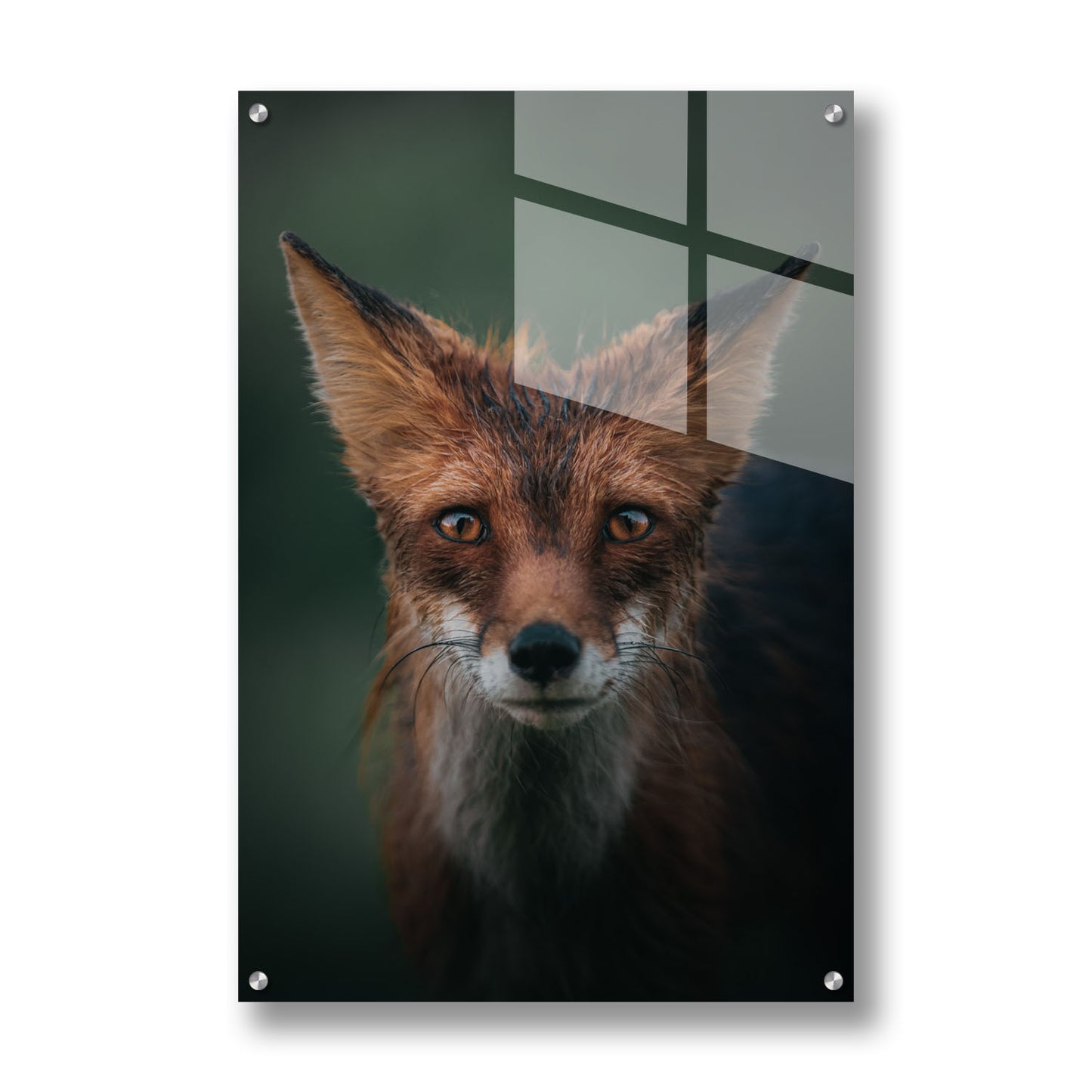 RED FOX