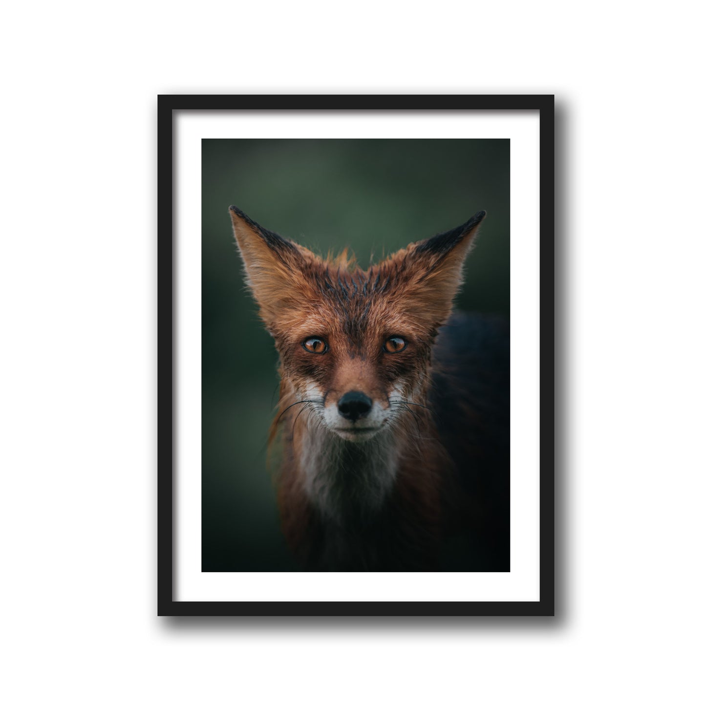 RED FOX
