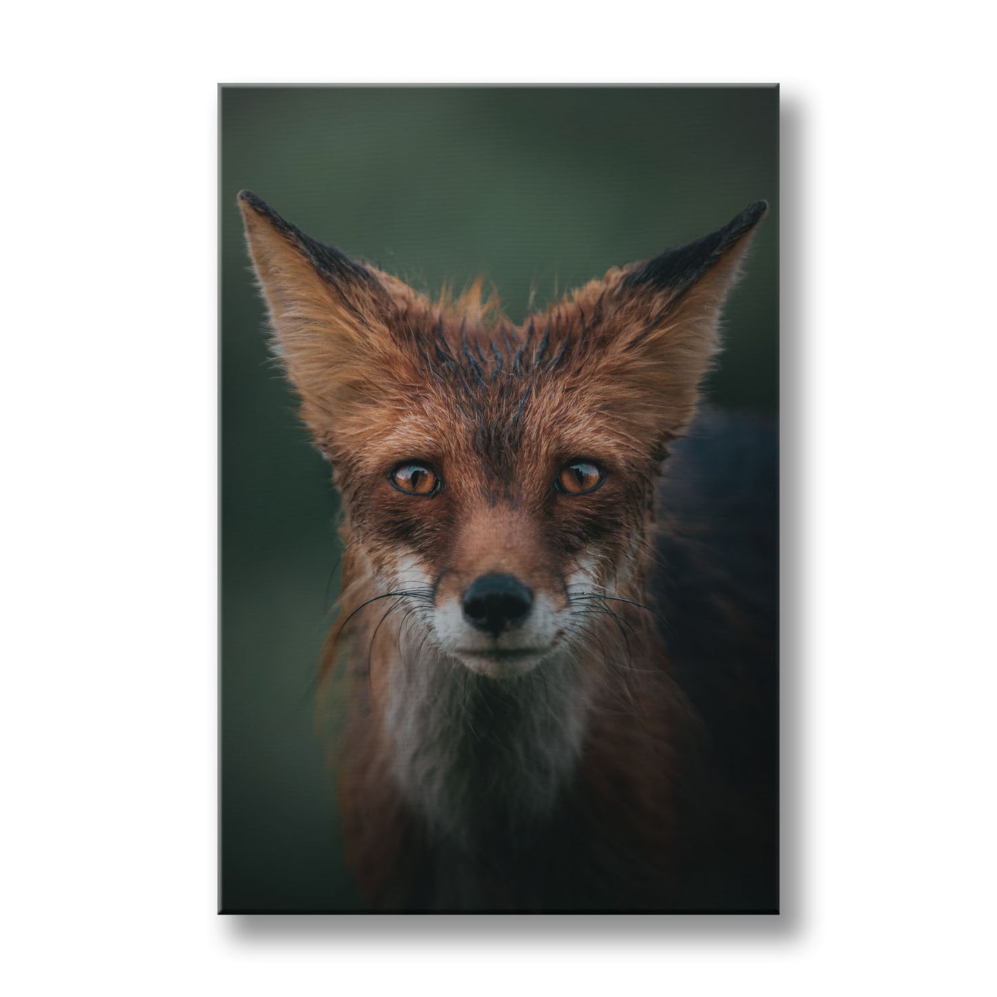 RED FOX