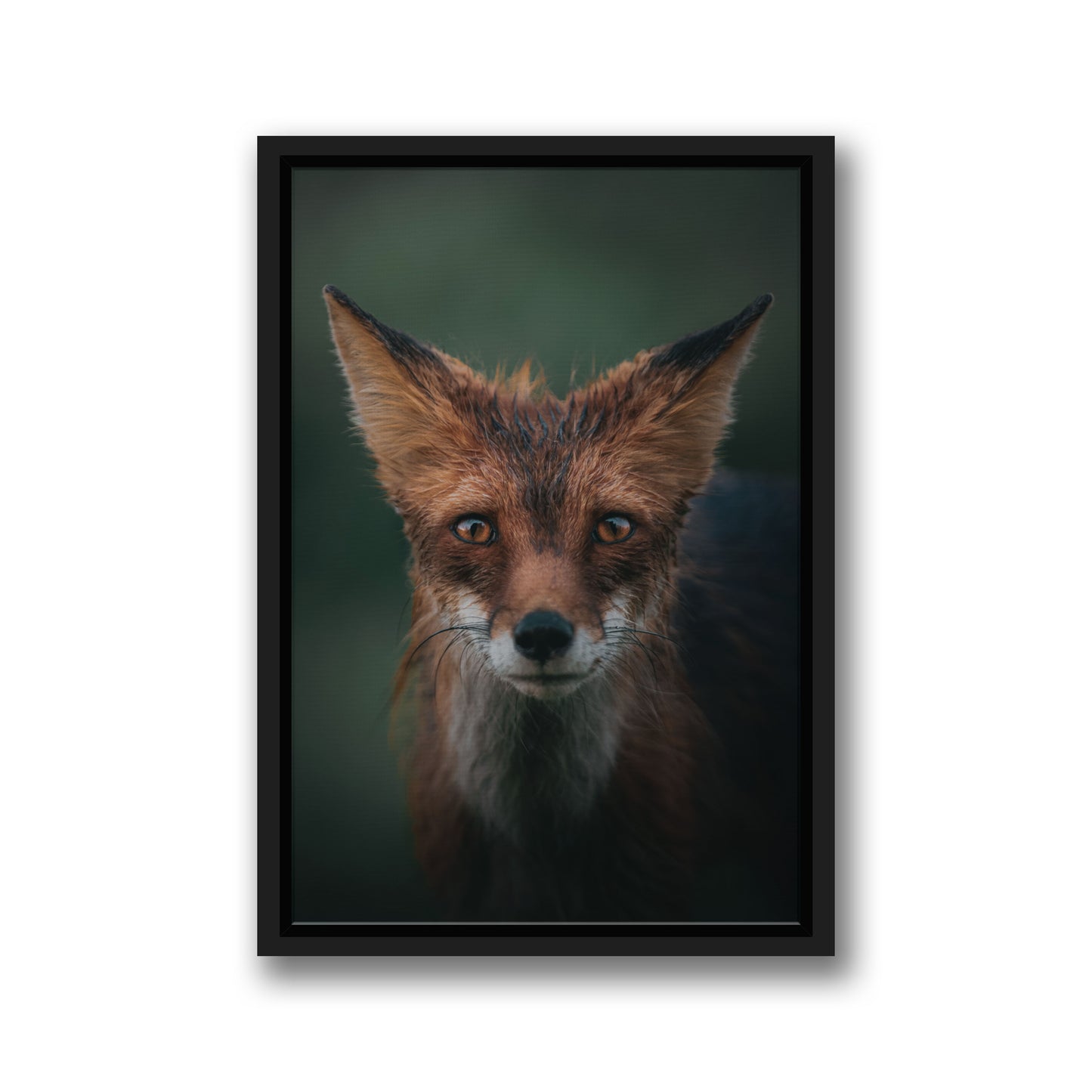 RED FOX
