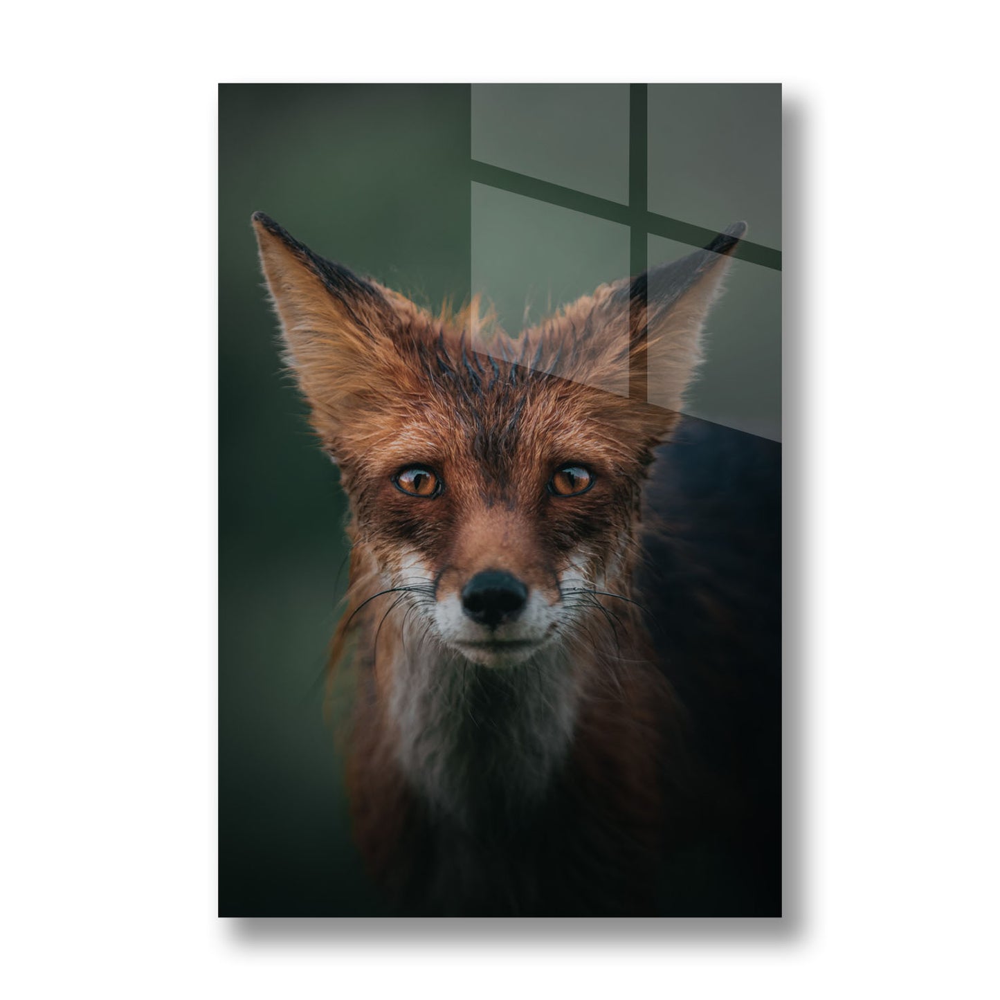 RED FOX