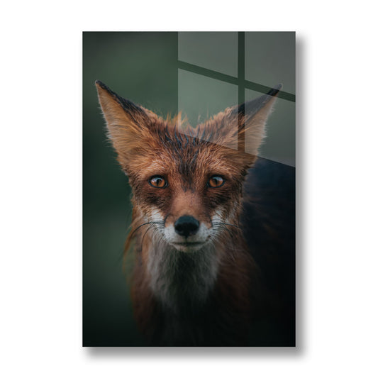 RED FOX