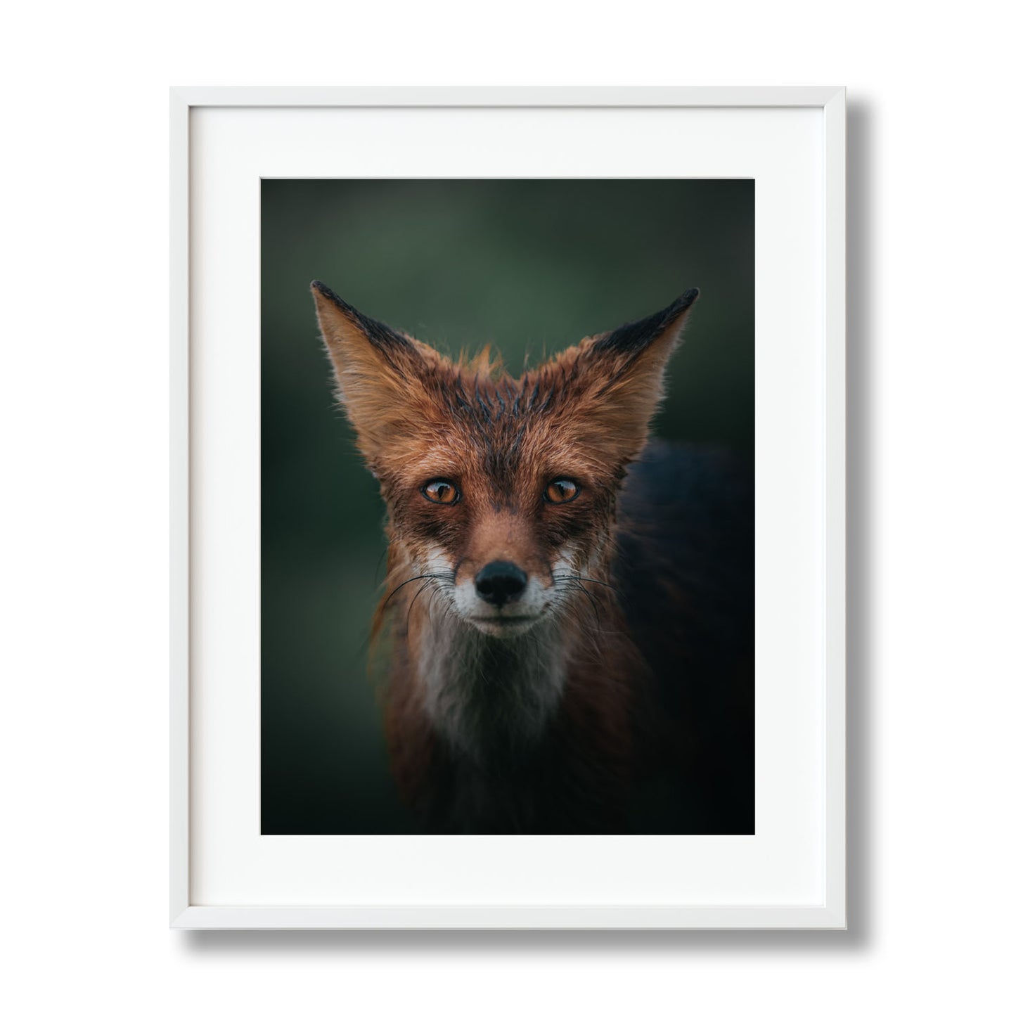 RED FOX