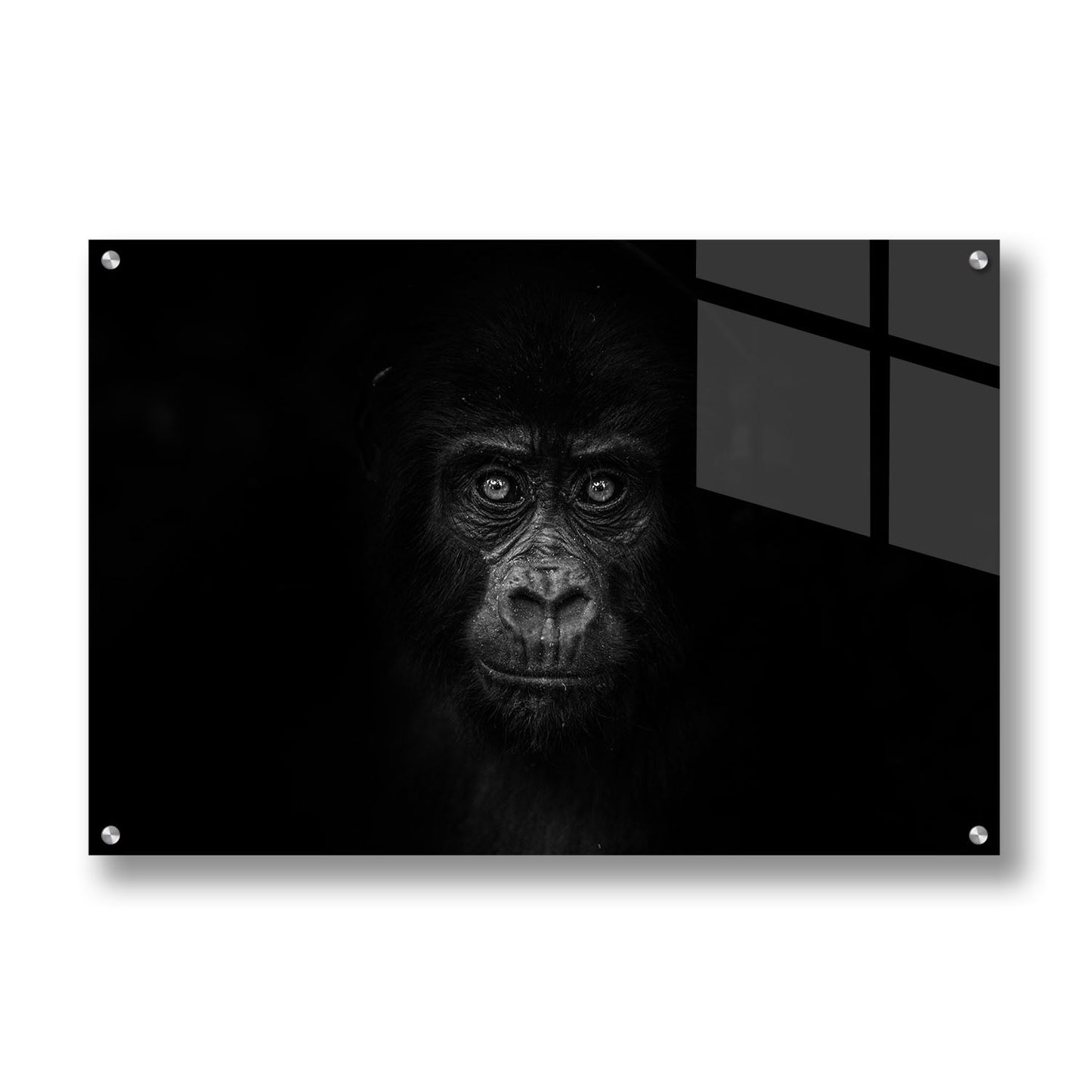 GORILLA