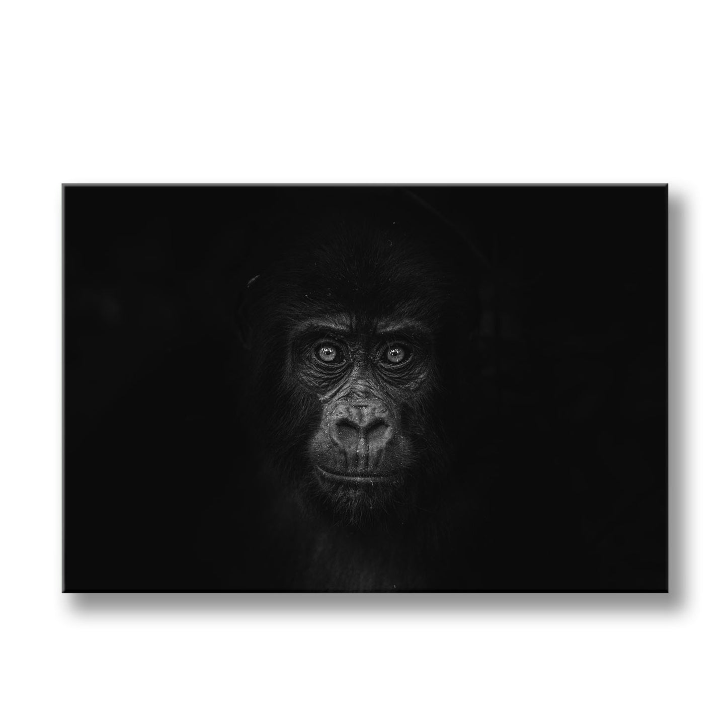 GORILLA