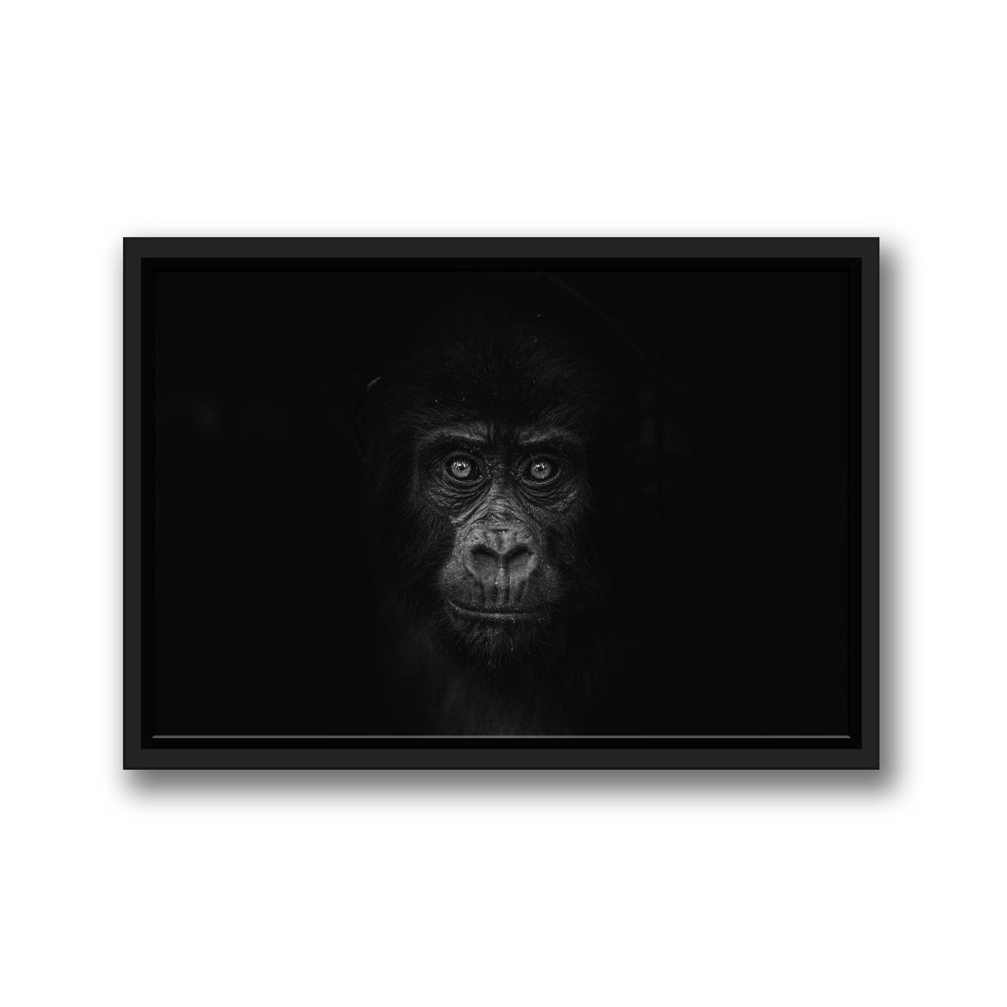 GORILLA