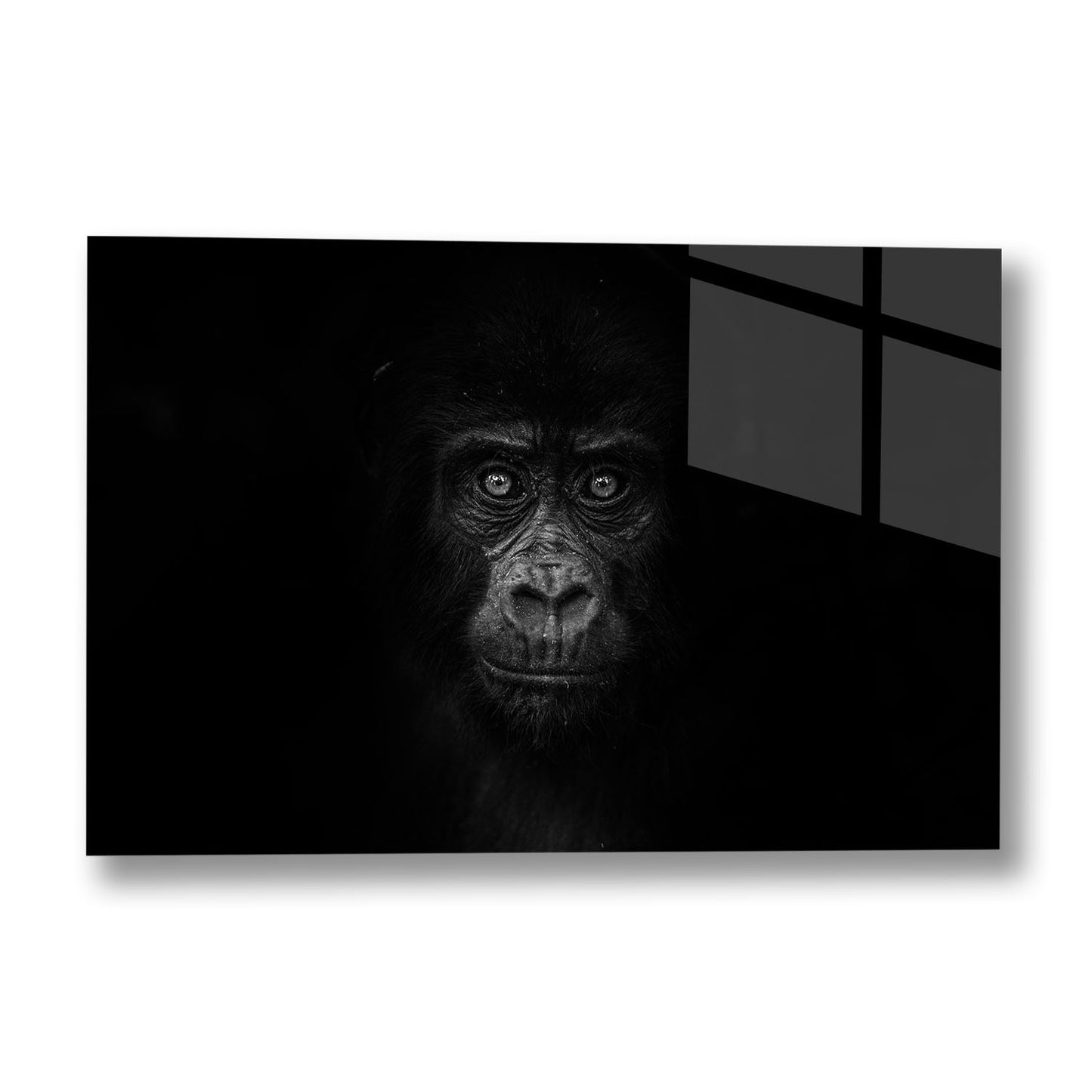 GORILLA