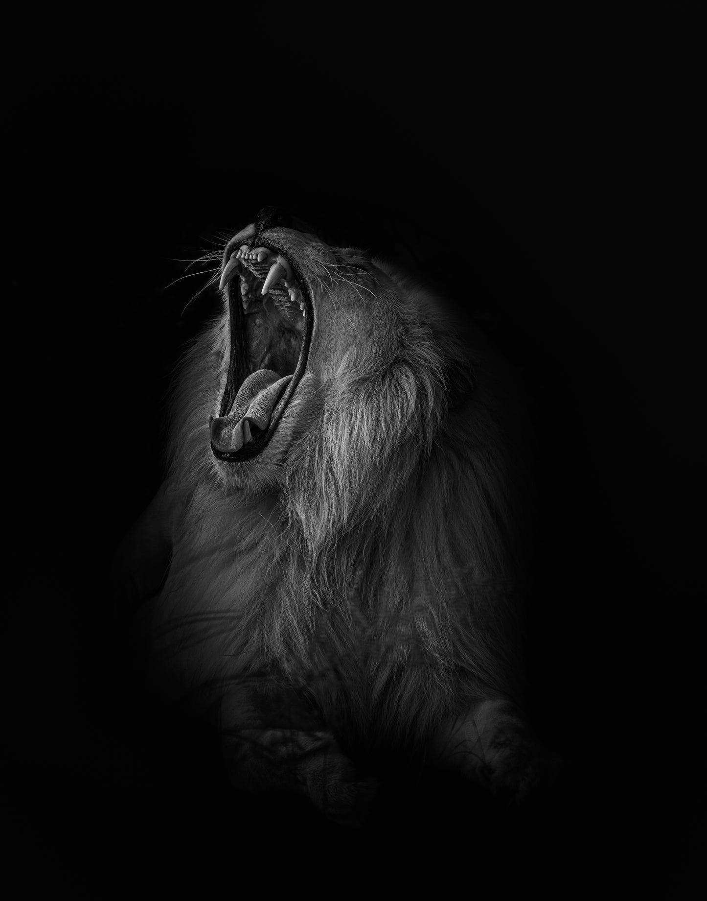 A LIONS ROAR