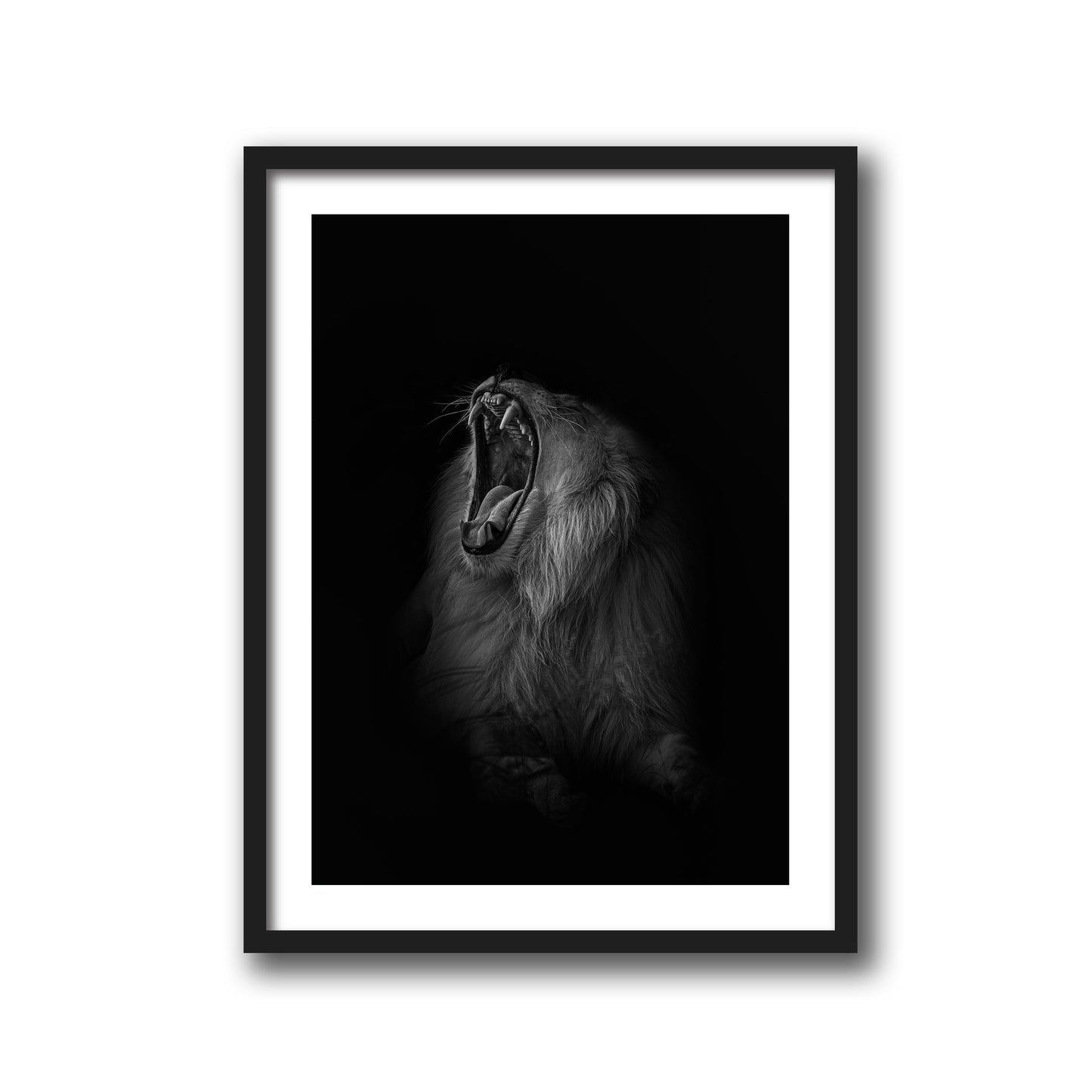 A LIONS ROAR