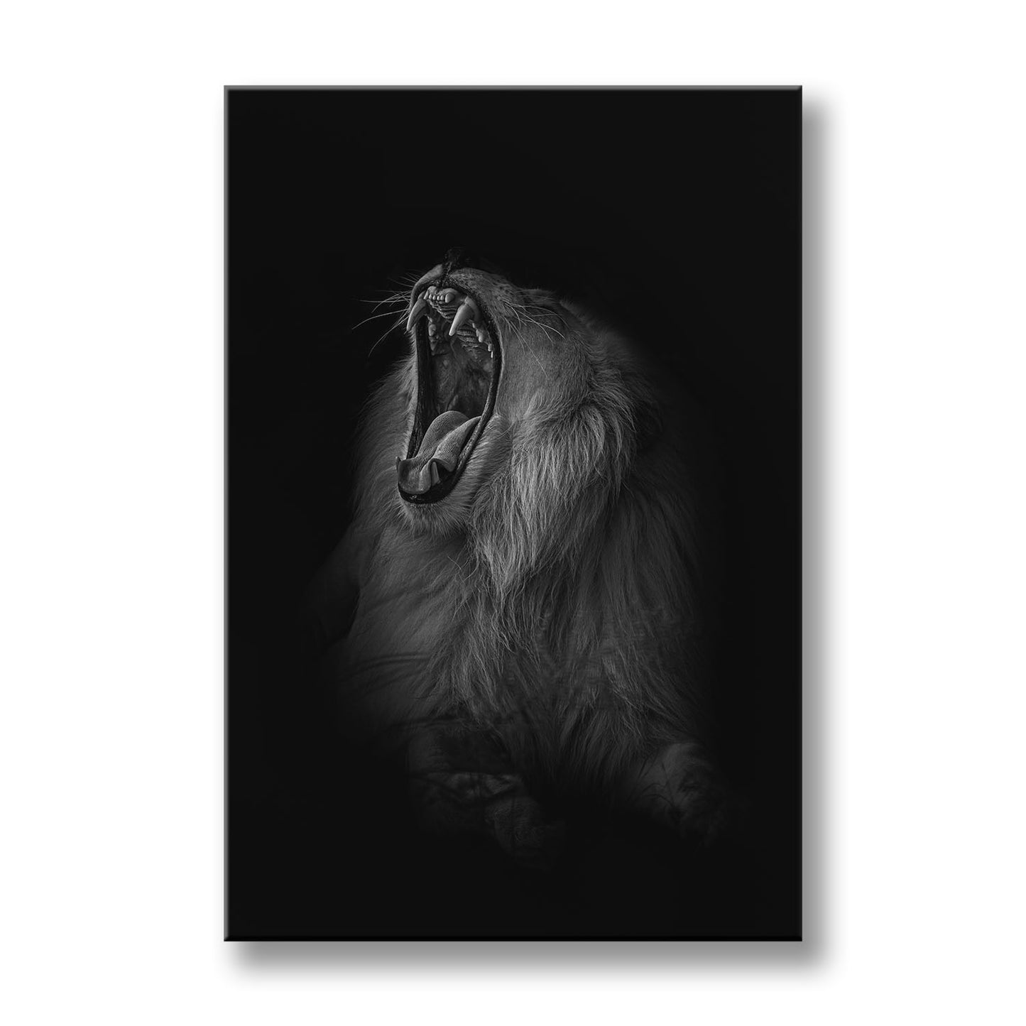 A LIONS ROAR