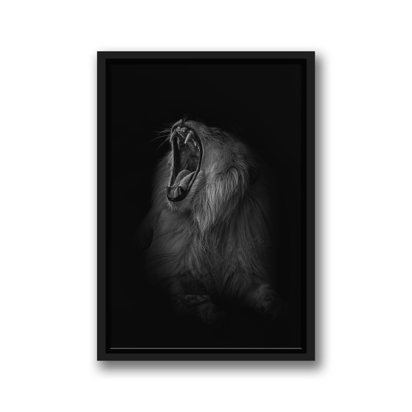 A LIONS ROAR