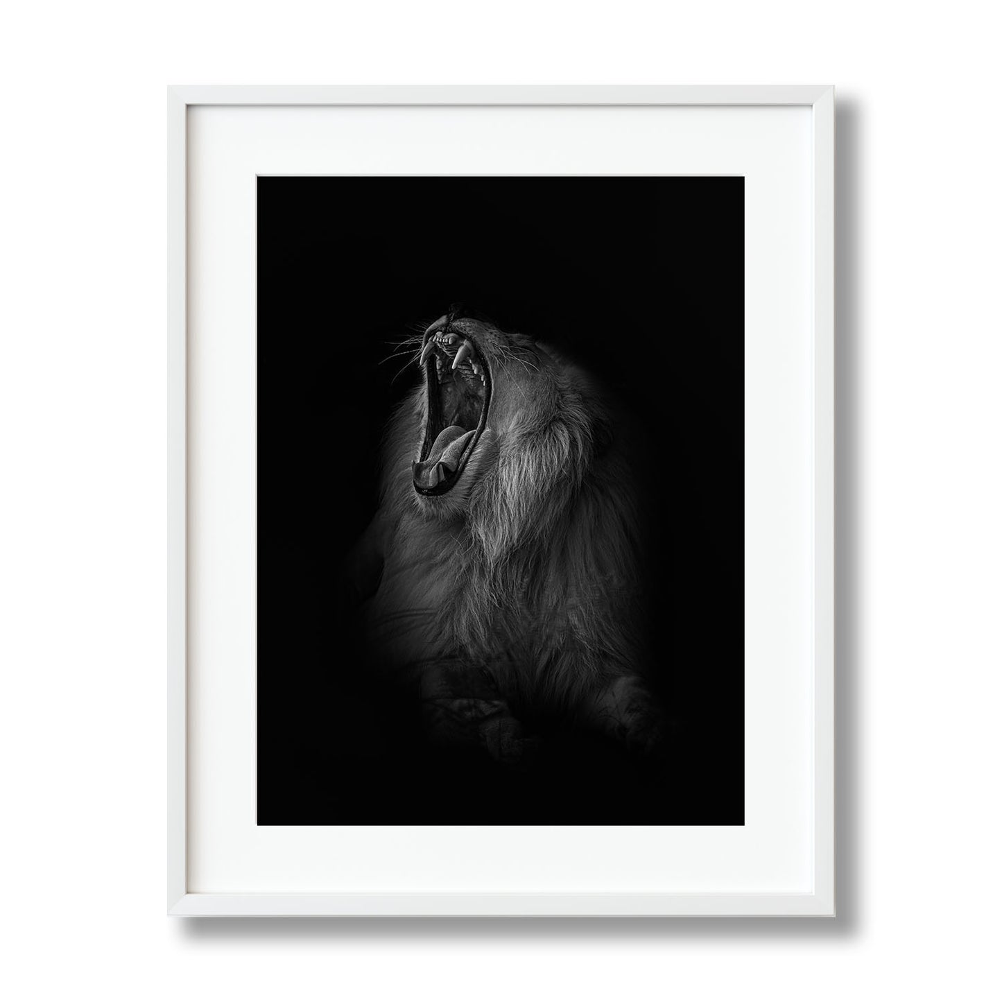 A LIONS ROAR