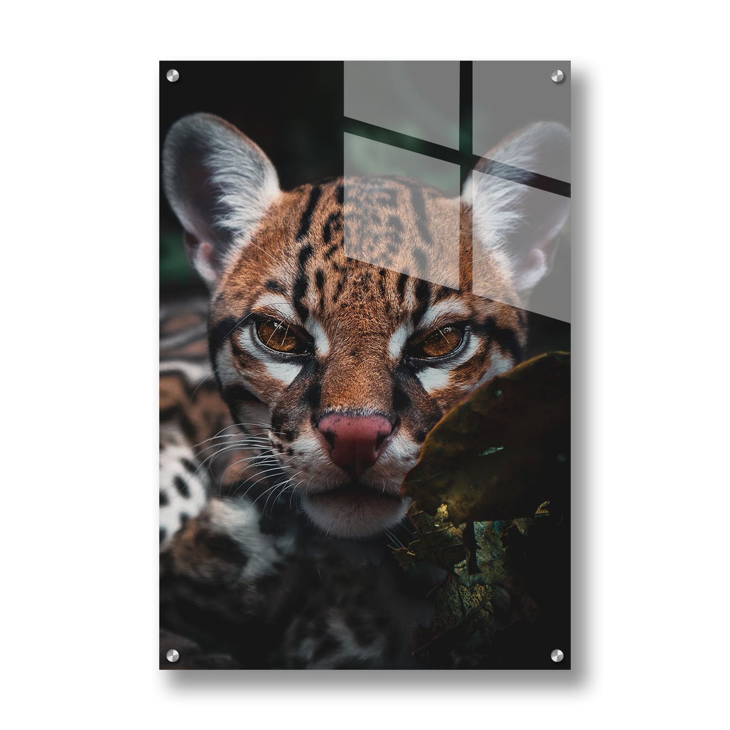 OCELOT