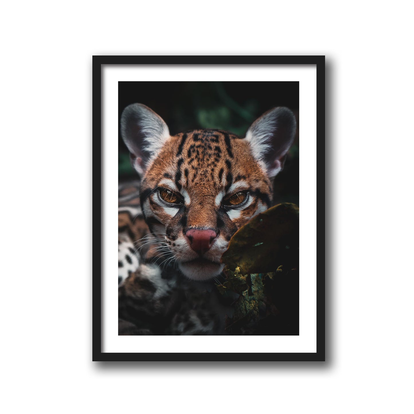 OCELOT