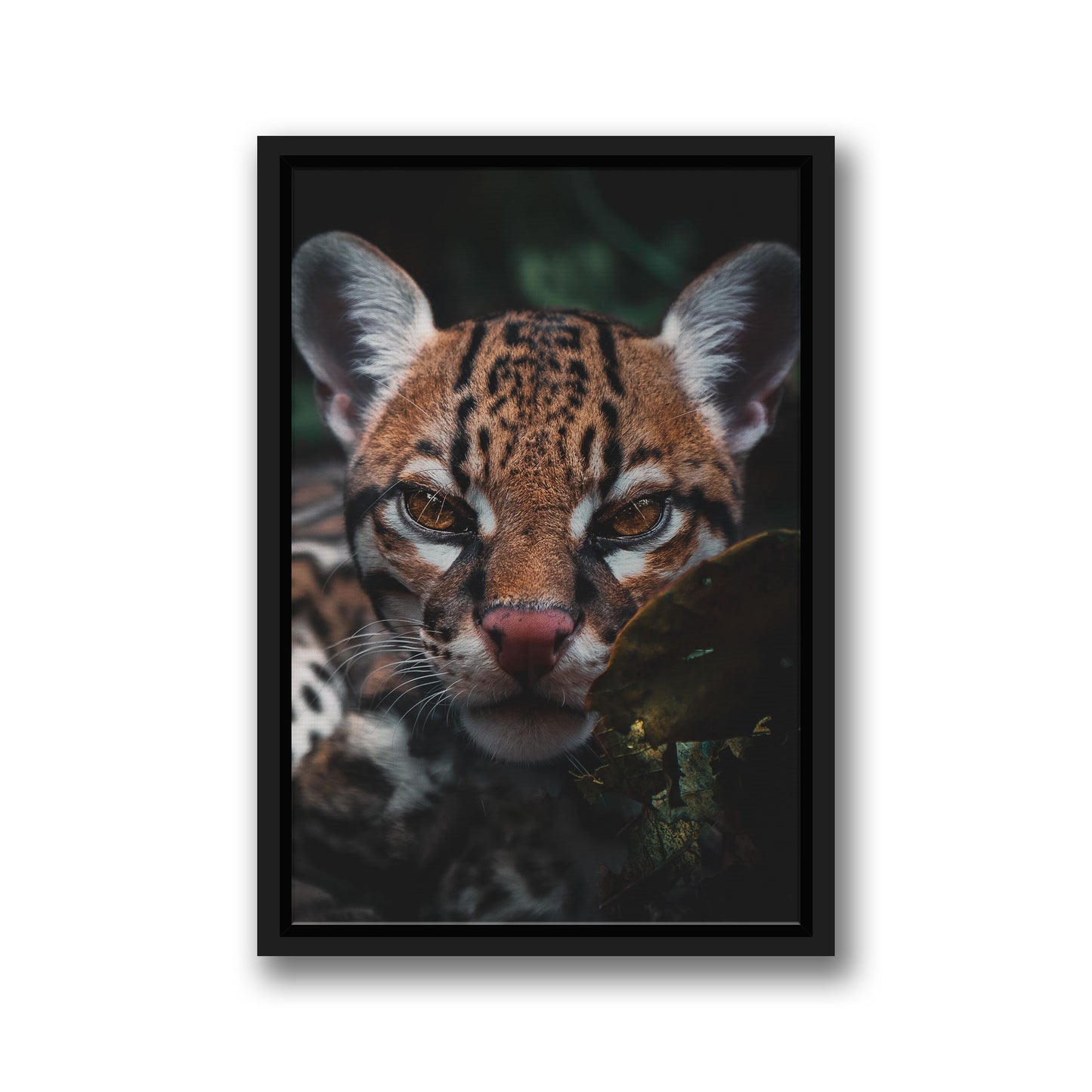 OCELOT
