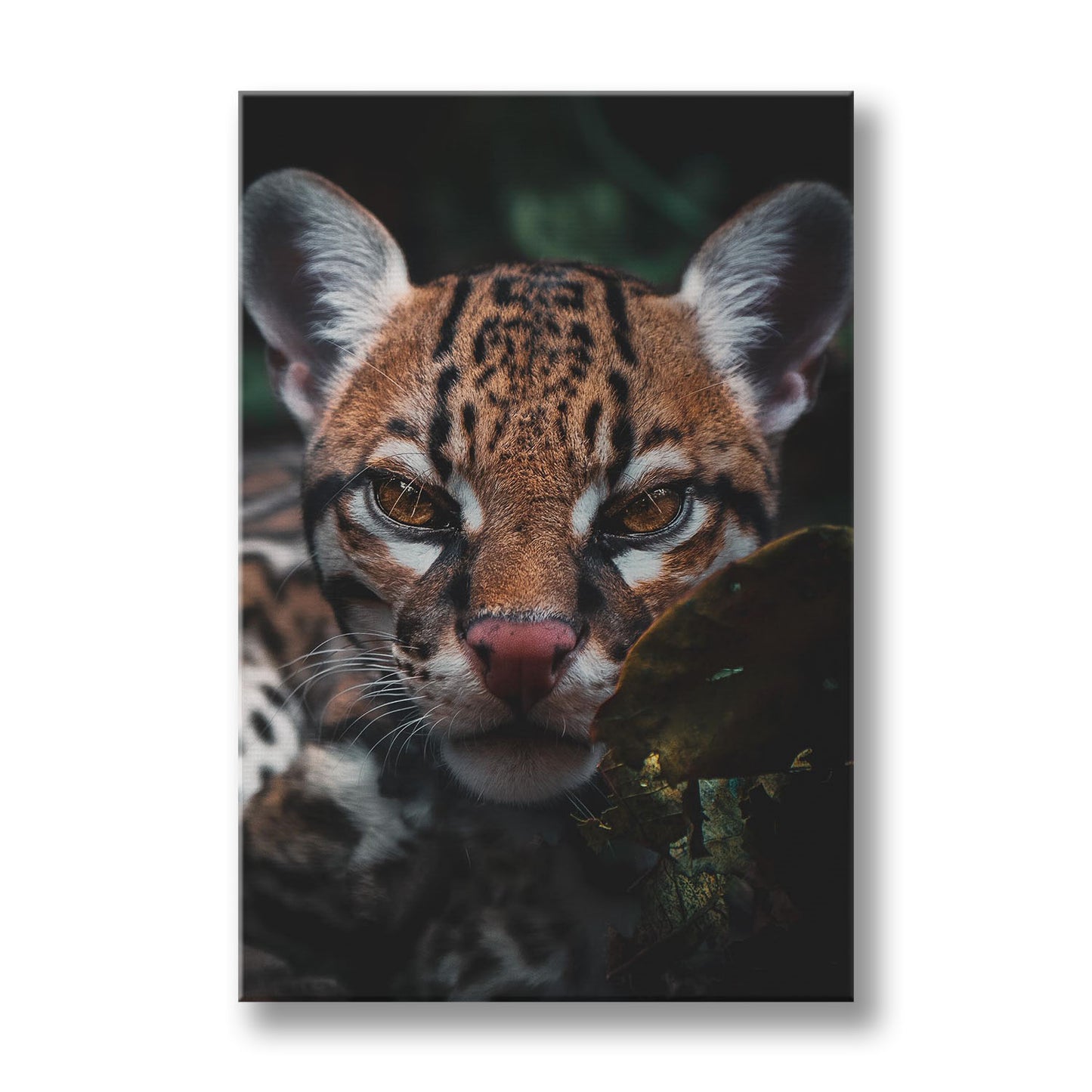 OCELOT