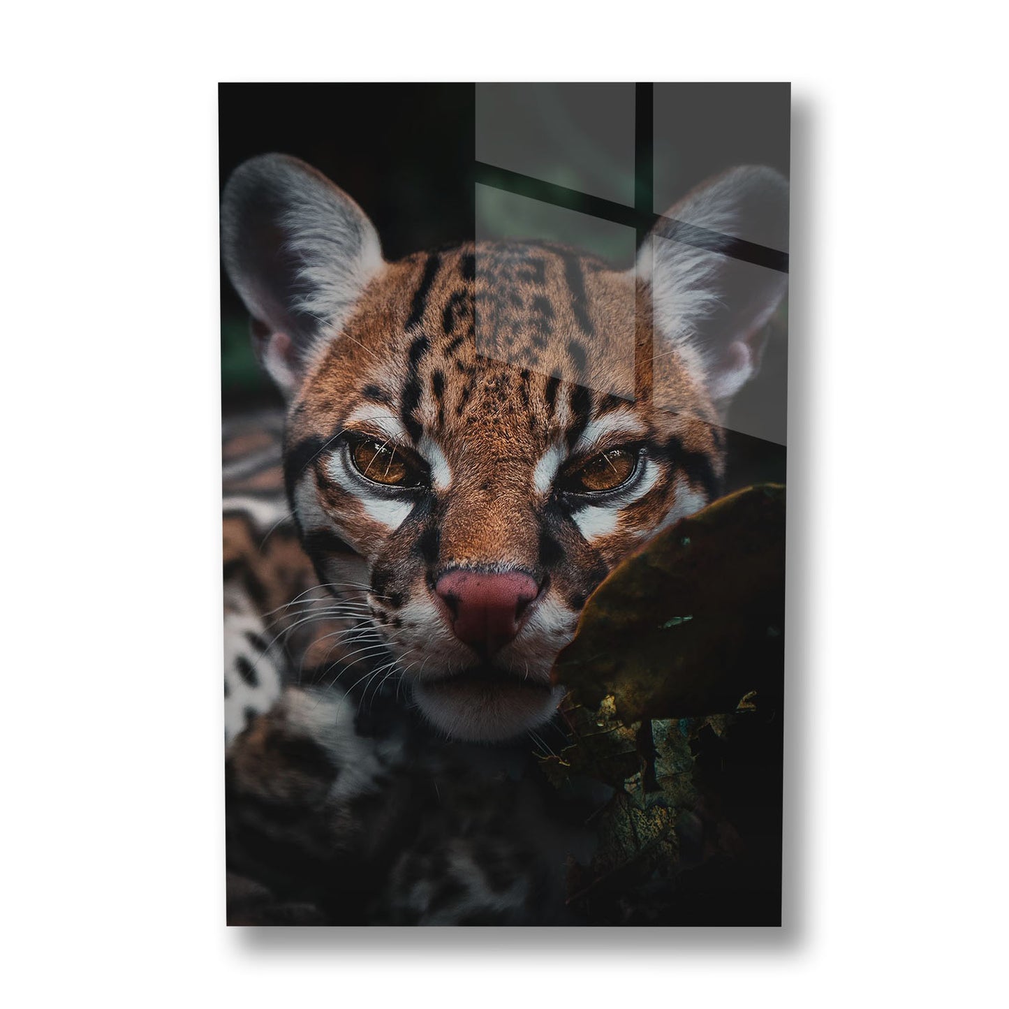 OCELOT