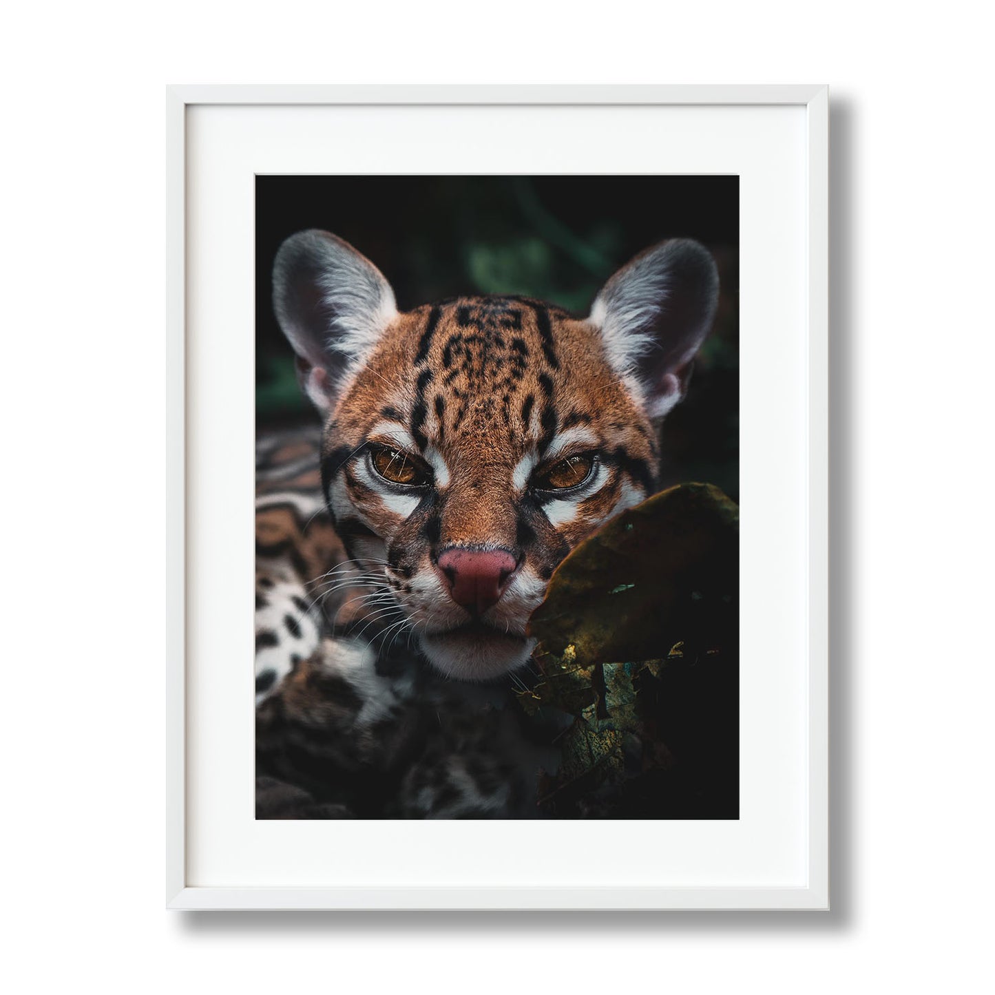 OCELOT